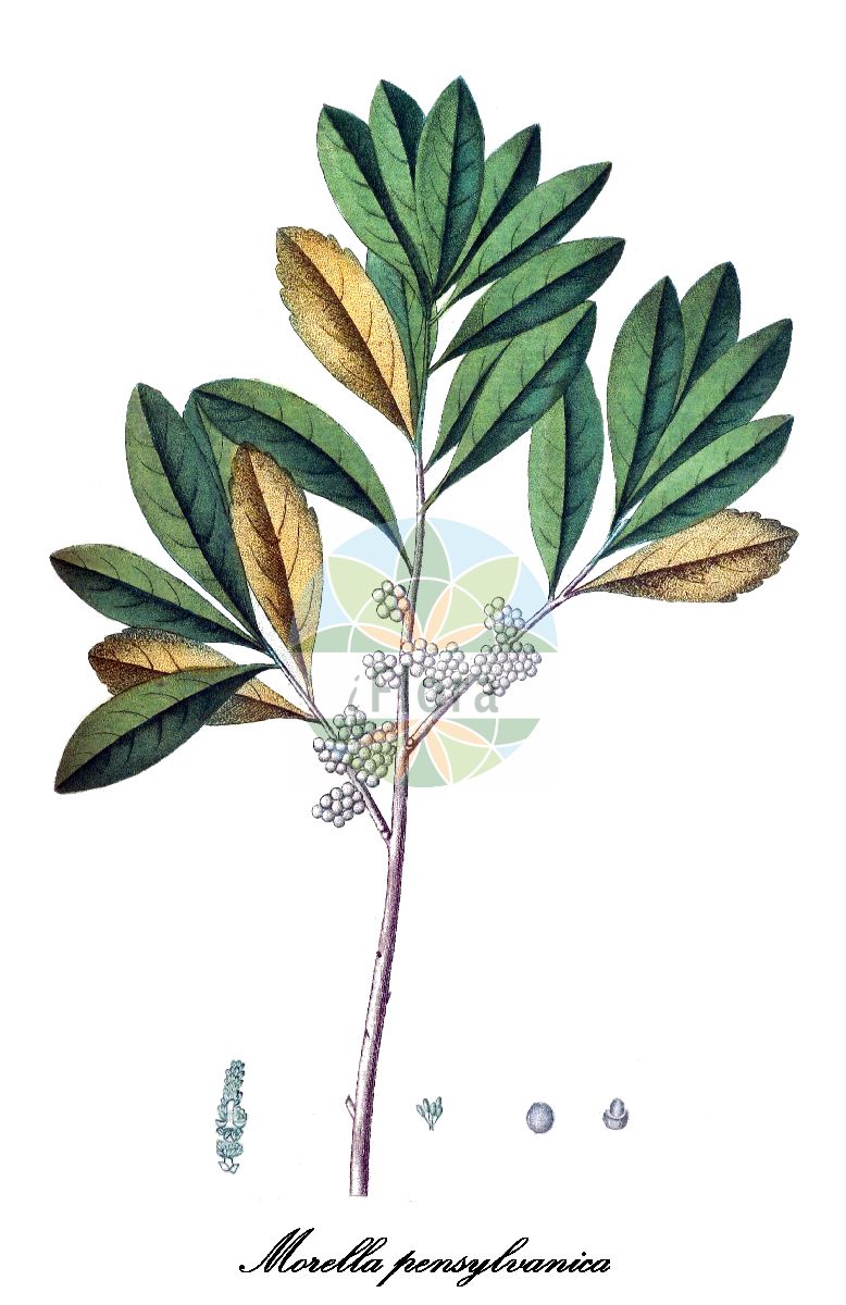 Myrica pensylvanica - Myricaceae,Plantae,Pteridobiotina,Angiosperms,Fagales,Myricaceae,Myrica,Myrica pensylvanica,Cerothamnus pensylvanicus, Morella macfarlanei, Morella pensylvanica, Myrica cerifera var. frutescens, Myrica macfarlanei, Myrica pensylvanica f. parvifolia