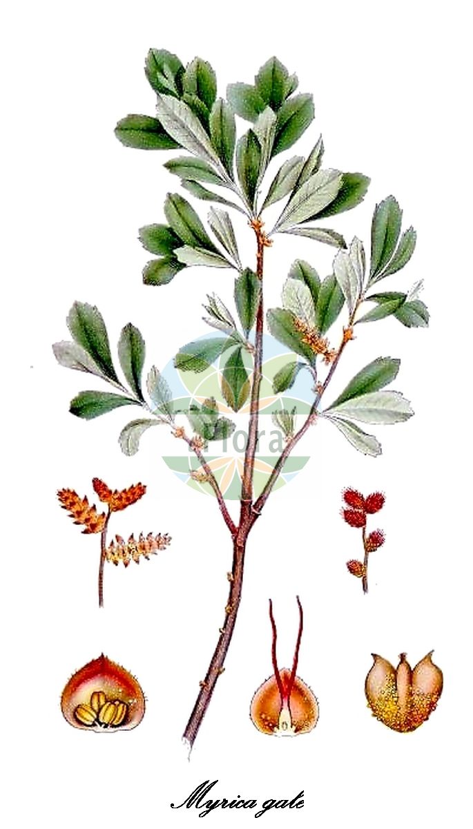 Myrica gale - Myricaceae,Plantae,Pteridobiotina,Angiosperms,Fagales,Myricaceae,Myrica,Myrica gale,Gale belgica, Gale commune, Gale japonica, Gale palustris, Gale palustris var. crenata, Gale palustris var. denticulata, Gale palustris var. lusitanica, Gale palustris var. subglabra, Gale palustris var. tomentosa, Gale portugalensis, Gale uliginosa, Myrica algarbiensis, Myrica brabantica, Myrica gale f. pubescens, Myrica gale subsp. tomentosa, Myrica gale var. gale, Myrica gale var. portugalensis, Myrica gale var. subarctica, Myrica gale var. subglabra, Myrica gale var. tomentosa, Myrica palustris, Myrica palustris var. subglabra, Myrica rothmaleriana, Myrica tomentosa, Myrica uhanovii, Myrtus brabantica,Moor-Gagel;Gagelstrauch;bog-myrtle;sweet gale;meadow-fern;myrique baumier;bois-sent-bon;bog gale;dutch myrtle;moor myrtle;waxberry;gale odorant;myrte bâtard;myrte de Brabant;bois sent-bon;galé odorant;lorette;myrica galé;myrte des marais;piment aquatique;piment royal;poivre du Brabant;romarin du Nord;mirto de Brabante;arrayán de Brabante;mirto bastardo;mirto di Brabante;mortarella brabantica;gagel;wilde gagel;alecrim-do-norte;samouco-de-brabante;восковник обыкновенный;восковник болотный;восковница болотная;восковница обыкновенная;pors;mose-pors;pors;woskownica europejska;ヤチヤナギ;yachiyanagi;harilik porss;balzamkārkls;parastā purvmirte;pors;suomyrtti;pajūrinis sotvaras