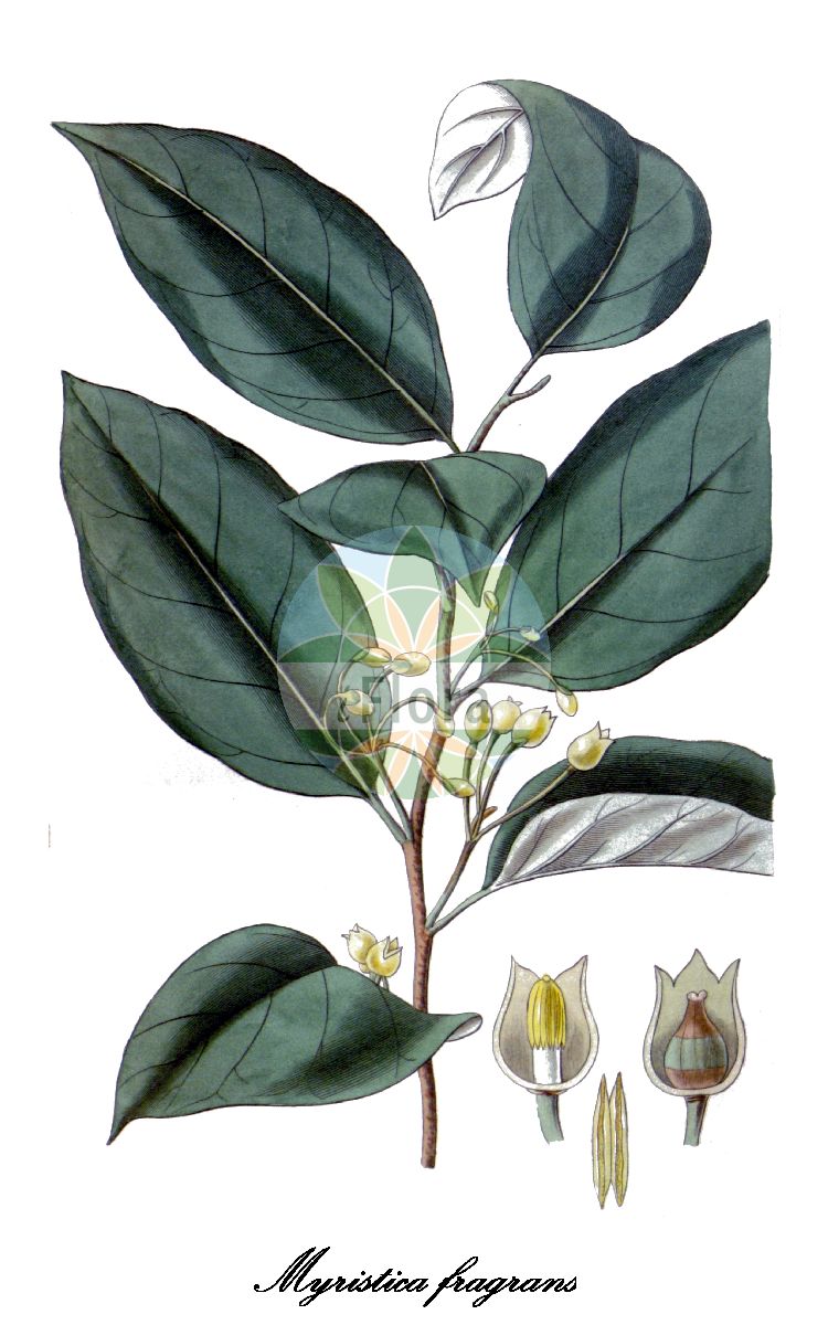 Myristica fragrans - Myristicaceae,Plantae,Pteridobiotina,Angiosperms,Magnoliales,Myristicaceae,Myristica,Myristica fragrans,Aruana silvestris, Myristica amboinensis, Myristica aromatica, Myristica aromatica, Myristica laurella, Myristica moschata, Myristica officinalis, Myristica philippinensis, Palala fragrans,Muskatnuss
