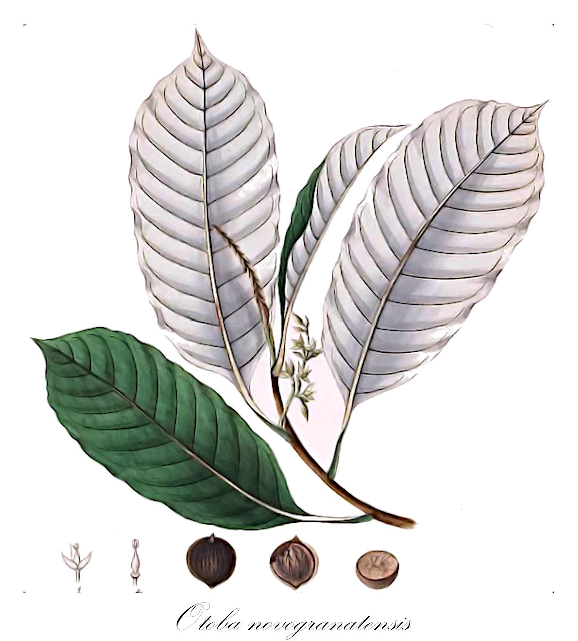 Otoba novogranatensis - Myristicaceae,Plantae,Pteridobiotina,Angiosperms,Magnoliales,Myristicaceae,Otoba,Otoba novogranatensis,Dialyanthera otoba, Myristica cumaru, Myristica otoba, Otoba otoba, Palala otoba