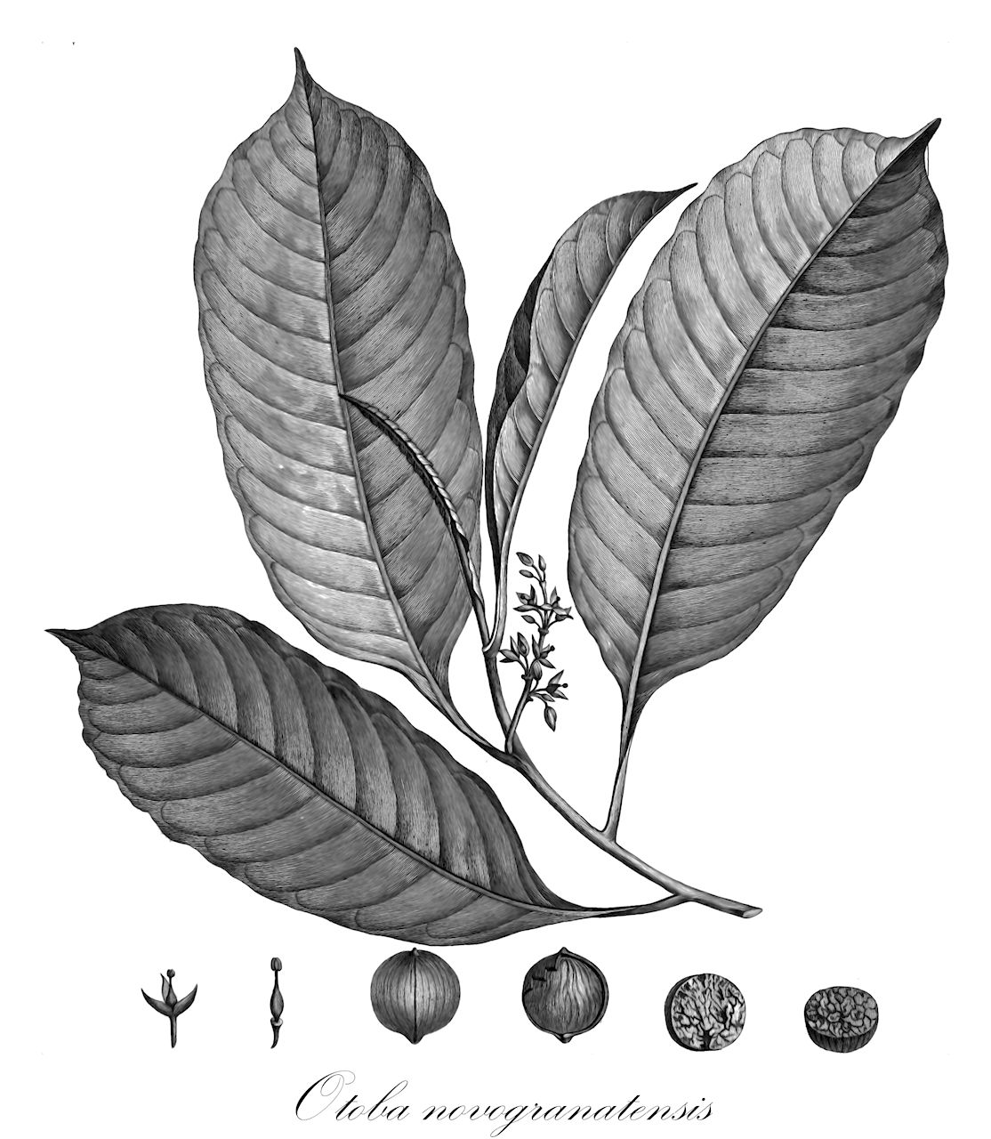 Otoba novogranatensis - Myristicaceae,Plantae,Pteridobiotina,Angiosperms,Magnoliales,Myristicaceae,Otoba,Otoba novogranatensis,Dialyanthera otoba, Myristica cumaru, Myristica otoba, Otoba otoba, Palala otoba