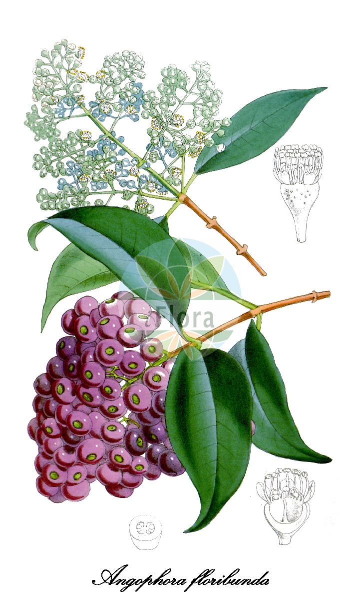 Angophora floribunda - Myrtaceae,Plantae,Pteridobiotina,Angiosperms,Myrtales,Myrtaceae,Angophora,Angophora floribunda,Acmena floribunda, Angophora intermedia, Angophora ochrophylla, Eucalyptus florida, Metrosideros floribunda