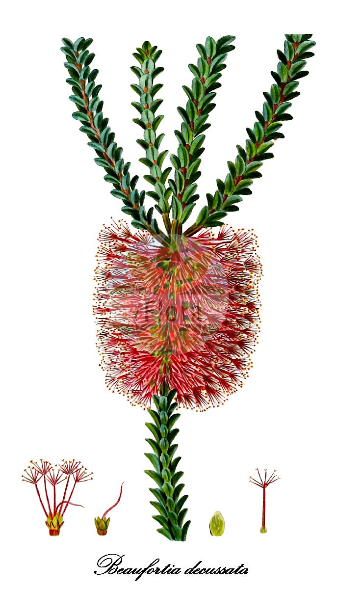 Melaleuca transversa - Myrtaceae,Plantae,Pteridobiotina,Angiosperms,Myrtales,Myrtaceae,Melaleuca,Melaleuca transversa,Beaufortia decussata