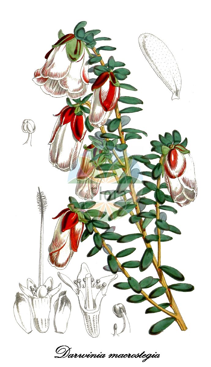 Darwinia macrostegia - Myrtaceae,Plantae,Pteridobiotina,Angiosperms,Myrtales,Myrtaceae,Darwinia,Darwinia macrostegia,Genetyllis macrostegia, Genetyllis tulipifera, Hedaroma tulipiferum