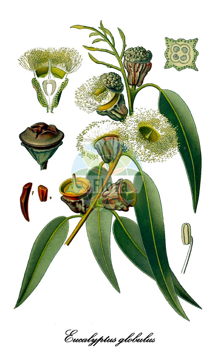 Eucalyptus globulus - Myrtaceae,Plantae,Pteridobiotina,Angiosperms,Myrtales,Myrtaceae,Eucalyptus,Eucalyptus globulus,Eucalyptus gigantea, Eucalyptus glauca, Eucalyptus globulosus, Eucalyptus globulus subsp. globulus, Eucalyptus maidenii subsp. globulus, Eucalyptus perfoliata, Eucalyptus pulverulenta,Blauer Eukalyptus;Eukalyptus;Veilchenbaum;Fieberbaum;Kugelige Schönhaube;Blaugummibaum;southern blue-gum;gommier bleu de Tasmanie;eucalyptus globuleux;arbre à fièvre;gommier bleu;gomero azul;calistro;calitro;eucalipto;eucalipto azul;eucalipto blanco;eucalito;garlito;ocalito;eucalipto globoso;eucalipto;veld-zwartkoren;Australische koortsboom;calipes;calipse;eucalipto;eucalipto-comum;gomeiro-azul;эвкалипт шаровидный;mavi ökaliptus;eukalipt;arbre de la salut;eucaliptus comú;febrer;feberträd;yûkari;ユーカリ;обикновен евкалипт