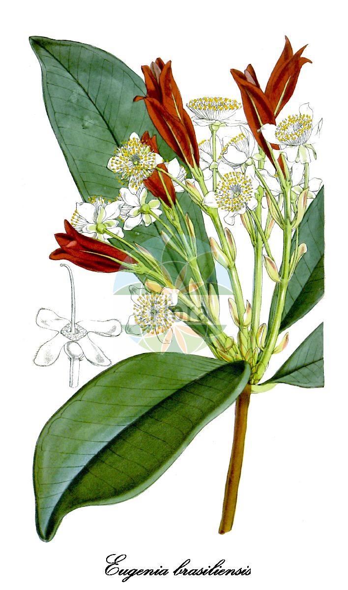 Eugenia brasiliensis - Myrtaceae,Plantae,Pteridobiotina,Angiosperms,Myrtales,Myrtaceae,Eugenia,Eugenia brasiliensis,Eugenia bracteolaris, Eugenia brasiliensis var. erythrocarpa, Eugenia brasiliensis var. leucocarpa, Eugenia dombeyi, Eugenia filipes, Eugenia filipes, Eugenia ubensis, Myrtus dombeyi, Myrtus grumixama, Stenocalyx brasiliensis, Stenocalyx brasiliensis var. erythrocarpa, Stenocalyx brasiliensis var. iocarpa, Stenocalyx brasiliensis var. leucocarpa, Stenocalyx brasiliensis var. silvestris, Stenocalyx ubensis