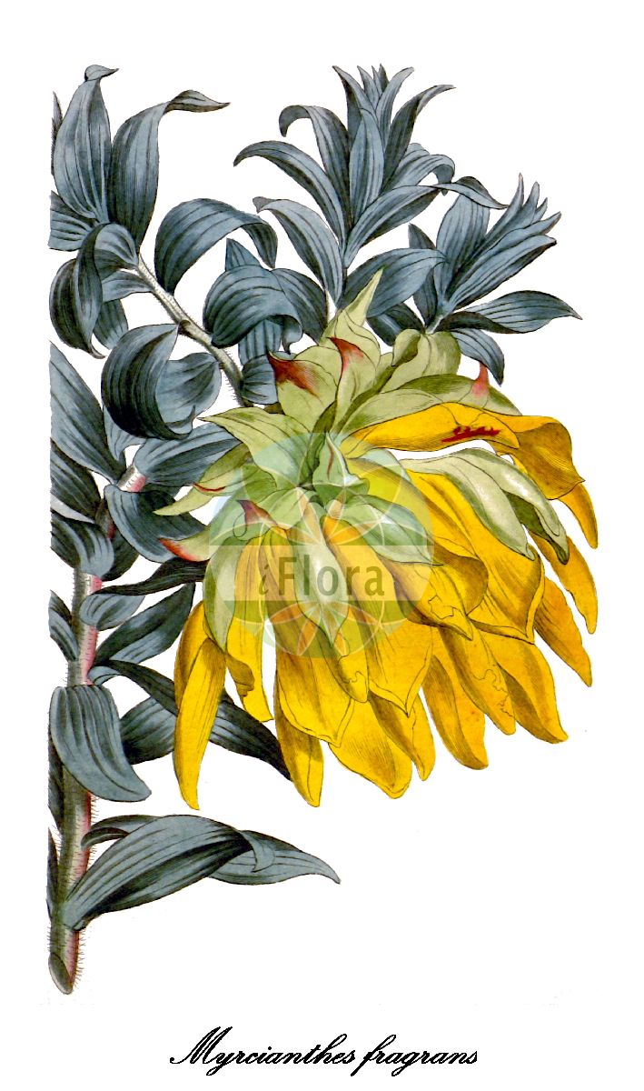 Myrcianthes fragrans - Myrtaceae,Plantae,Pteridobiotina,Angiosperms,Myrtales,Myrtaceae,Myrcianthes,Myrcianthes fragrans,Amyrsia compressa, Amyrsia compressa, Amyrsia limbata, Anamomis dichotoma, Anamomis dicrana, Anamomis fragrans, Anamomis fragrans var. brachyrhiza, Anamomis fragrans var. cuneata, Anamomis grandis, Anamomis guayabillo, Anamomis lucayana, Anamomis punctata, Anamomis punctata var. dichotoma, Anamomis simpsonii, Cumetea fragrans, Eugenia aromatica, Eugenia balbisiana, Eugenia balbisiana var. dives, Eugenia balbisiana var. triflora, Eugenia balsamica, Eugenia compressa, Eugenia dichotoma, Eugenia dichotoma var. fragrans, Eugenia dicrana, Eugenia dugandii, Eugenia fragrans, Eugenia fragrans var. brachyrhiza, Eugenia fragrans var. genuina, Eugenia fragrans var. obovata, Eugenia granulata, Eugenia guayabillo, Eugenia heteroclita, Eugenia limbata, Eugenia lopeziana, Eugenia lucayana, Eugenia punctata, Eugenia rondonensis, Eugenia simpsonii, Eugenia steyermarkii, Eugenia triflora, Eugenia turumiquirensis, Myrcia balbisiana, Myrcia heteroclita, Myrcia punctata, Myrcia seleriana, Myrcianthes compressa, Myrcianthes dicrana, Myrcianthes dugandii, Myrcianthes fragrans subsp. simpsonii, Myrcianthes fragrans var. fragrans, Myrcianthes fragrans var. hispidula, Myrcianthes fragrans var. simpsonii, Myrcianthes limbata, Myrcianthes simpsonii, Myrtus balsamica, Myrtus compressa, Myrtus dichotoma, Myrtus fragrans, Myrtus guayabillo, Myrtus guayabillo, Myrtus guayabo, Myrtus heteroclita, Myrtus limbata, Myrtus punctata, Pseudocaryophyllus heteroclitus,giroflier;clavo de especia;clavo de olor;clavero;claventino;chioda di garofano;pianta di garofano;kruidnagelboom;cravo-da-India;cravo-da-índia
