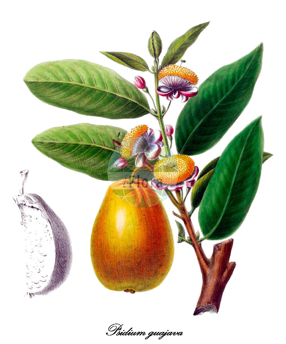 Psidium guajava - Myrtaceae,Plantae,Pteridobiotina,Angiosperms,Myrtales,Myrtaceae,Psidium,Psidium guajava,Guajava pumila, Guajava pyrifera, Myrtus guajava, Myrtus guajava var. pyrifera, Psidium angustifolium, Psidium aromaticum, Psidium chodatianum, Psidium crispum, Psidium cujavillus, Psidium cujavus, Psidium ellipticum, Psidium fragrans, Psidium globosum, Psidium guajava f. cujavillus, Psidium guajava var. cujavillum, Psidium guajava var. guajava, Psidium guajava var. minor, Psidium guayava, Psidium igatemyense, Psidium igatemyensis, Psidium intermedium, Psidium longifolium, Psidium pomiferum, Psidium pomiferum var. sapidissimum, Psidium prostratum, Psidium pumilum, Psidium pumilum var. guadalupense, Psidium pumilum var. intermedium, Psidium pumilum var. rufescens, Psidium pyriferum, Psidium pyriferum var. glabrum, Psidium sapidissimum, Psidium subcrenatum, Psidium vulgare, Syzygium ellipticum,Guave;goyavier commun;guayaba grande;guaia giallo;pero del India;pero dell'India;guavaboom;goiaba;goiabeira;гуава