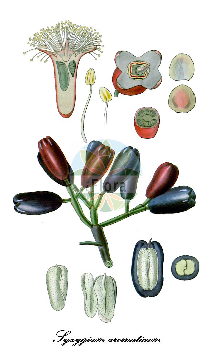 Syzygium aromaticum - Myrtaceae,Plantae,Pteridobiotina,Angiosperms,Myrtales,Myrtaceae,Syzygium,Syzygium aromaticum,Caryophyllus aromaticus, Caryophyllus hortensis, Caryophyllus silvestris, Eugenia aromatica, Eugenia caryophyllata, Eugenia caryophyllus, Jambosa caryophyllus, Myrtus caryophyllus,Gewürznelkenbaum;Küchen-Nelken
