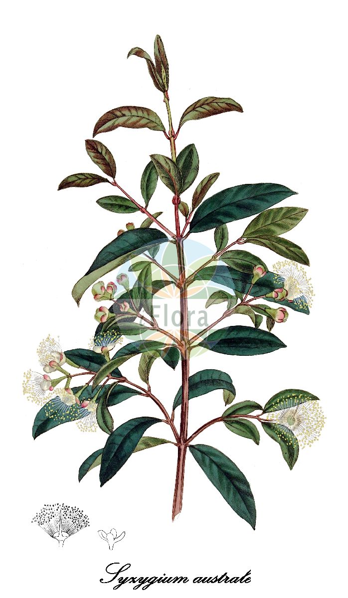 Syzygium australe - Myrtaceae,Plantae,Pteridobiotina,Angiosperms,Myrtales,Myrtaceae,Syzygium,Syzygium australe,Eugenia australis, Eugenia myrtifolia, Eugenia simmondsiae, Jambosa australis, Jambosa myrtifolia, Jambosa thozetiana, Myrtus australis