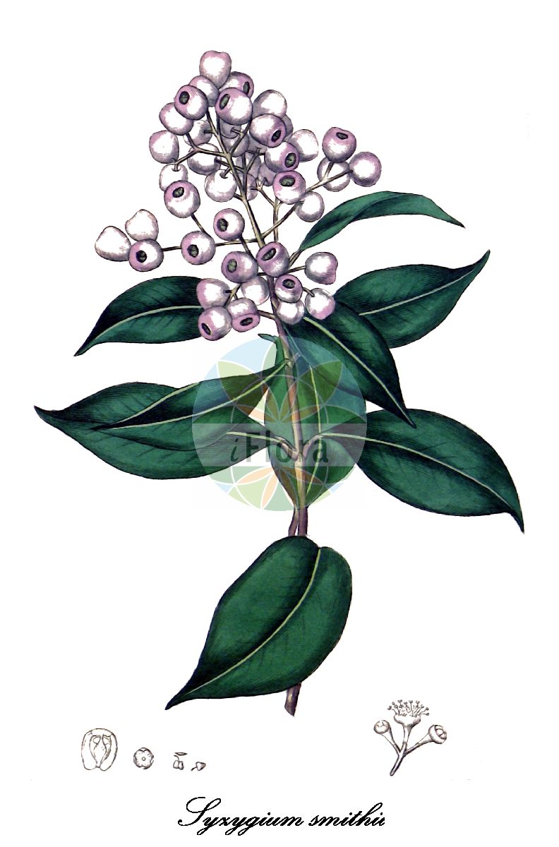 Syzygium smithii - Myrtaceae,Plantae,Pteridobiotina,Angiosperms,Myrtales,Myrtaceae,Syzygium,Syzygium smithii,Acmena elliptica, Acmena elliptica, Acmena floribunda, Acmena floribunda var. elliptica, Acmena kingii, Acmena pendula, Acmena smithii, Acmena smithii var. minor, Eugenia elliptica, Eugenia smithii, Eugenia smithii var. coriacea, Eugenia smithii var. minor, Lomastelma elliptica, Lomastelma smithii, Myrtus smithii, Syzygium brachynemum
