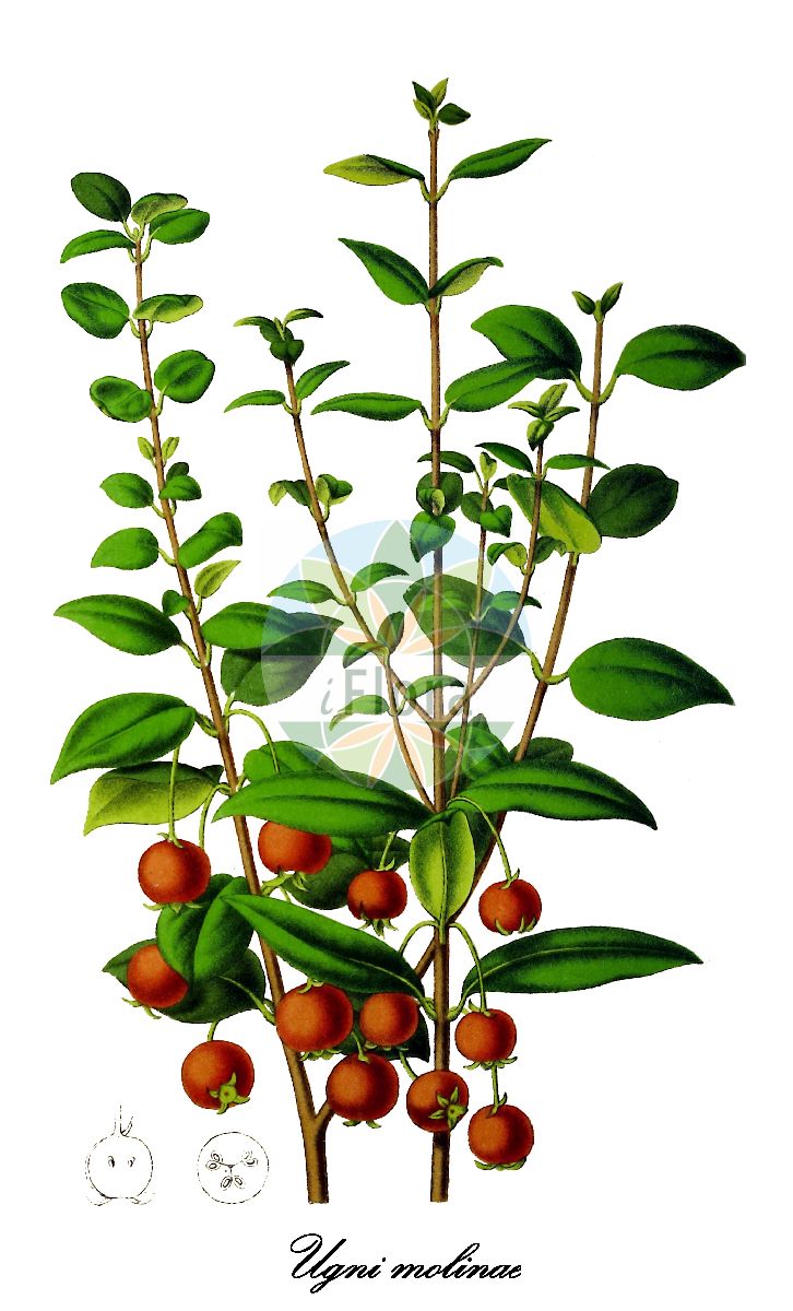 Ugni molinae - Myrtaceae,Plantae,Pteridobiotina,Angiosperms,Myrtales,Myrtaceae,Ugni,Ugni molinae,Eugenia ugni, Myrtus molinae, Myrtus ugni, Myrtus ugni var. angustifolia, Myrtus ugni var. latifolia, Ugni bridgesii, Ugni lanceolata, Ugni myrtus, Ugni philippii, Ugni poeppigii, Ugni ugni
