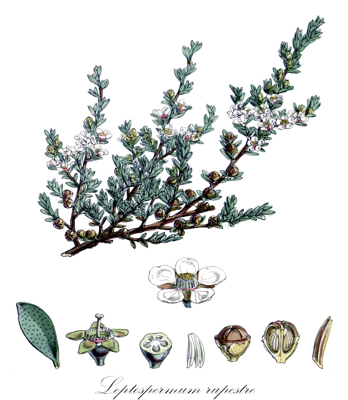 Leptospermum rupestre - Myrtaceae,Plantae,Pteridobiotina,Angiosperms,Myrtales,Myrtaceae,Leptospermum,Leptospermum rupestre,Leptospermum grandifolium var. compactum, Leptospermum scoparium var. microphyllum