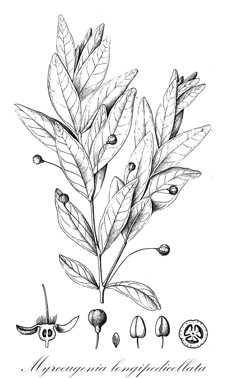 Myrceugenia longipedicellata - Myrtaceae,Plantae,Pteridobiotina,Angiosperms,Myrtales,Myrtaceae,Myrceugenia,Myrceugenia longipedicellata