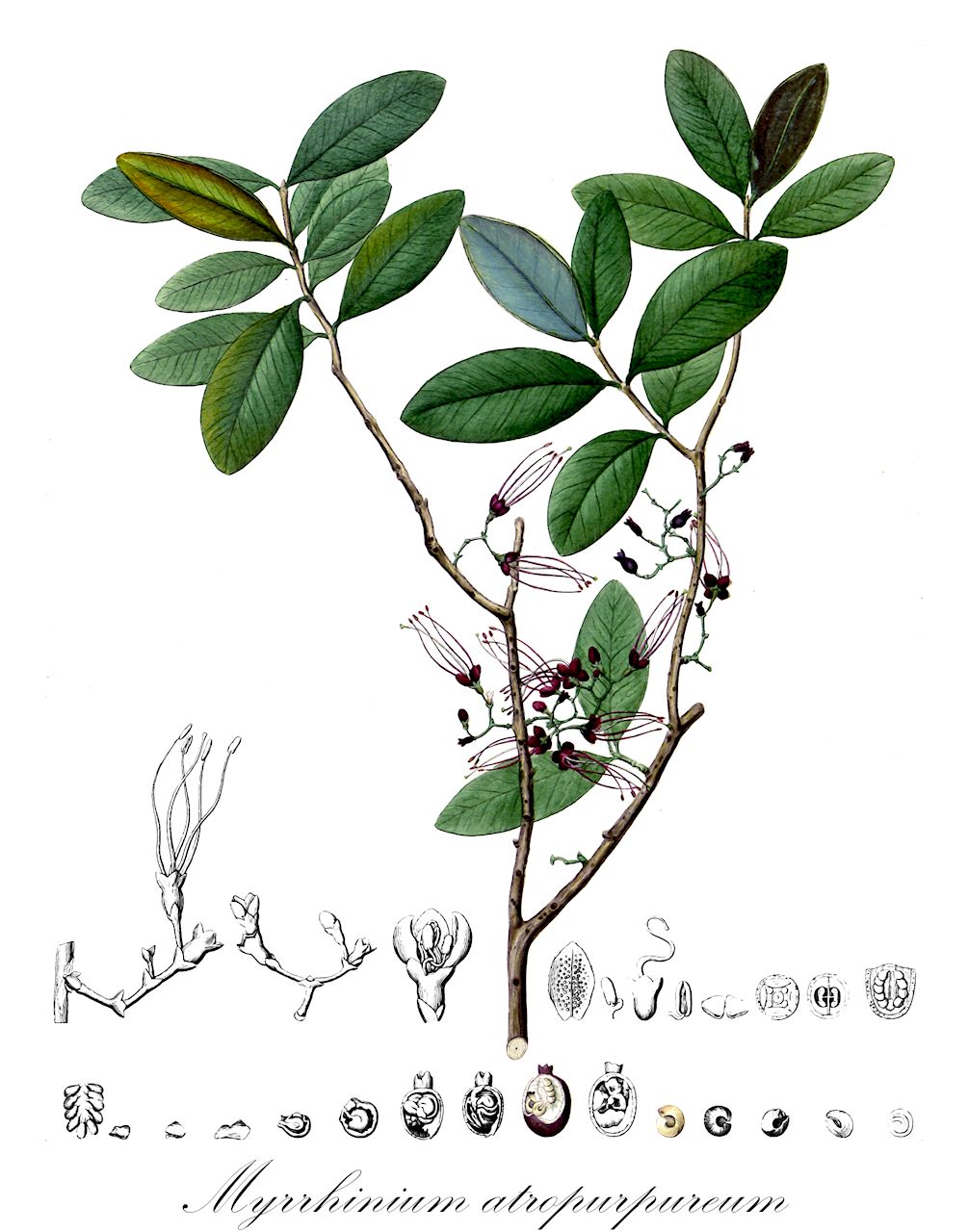 Myrrhinium atropurpureum - Myrtaceae,Plantae,Pteridobiotina,Angiosperms,Myrtales,Myrtaceae,Myrrhinium,Myrrhinium atropurpureum
