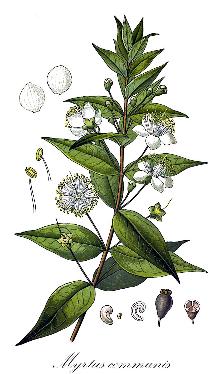 Myrtus communis - Myrtaceae,Plantae,Pteridobiotina,Angiosperms,Myrtales,Myrtaceae,Myrtus,Myrtus communis,Myrtus augustinii, Myrtus communis subsp. mucronata, Myrtus communis var. communis, Myrtus communis var. italica, Myrtus communis var. lusitanica,Gemeine Myrte;myrte commun;herbe du lagui;myrte;myrte juif;nerte;arrayan comun;mirto comun;jazmin de Arabia;arrayán común;mirto común;arrayán;arrayán blanco;arrayán morisco;astruc;mata gallinas;mirto;murtal;murtera;murtonera;murtrón;mirto comune;mortella;mirto;veld-zuring;gewoone mirt;gewone mirt;murta-comum;gorreiro;mata-pulgas;mirta;mirto;mitra;murta;murta-ordinária;murteira;murtinheira;murtinhos;trovisco;trovisco-fêmea;trovisqueiro;мирт обыкновенный;mersin;mërsinë;murta;murtera;obična mrča;vanlig myrten;veld-vossestaart;mirt zwyczajny;navadna mirta;мирт звичайний;мирта;hadas matzui;הֲדַס מָצוּי
