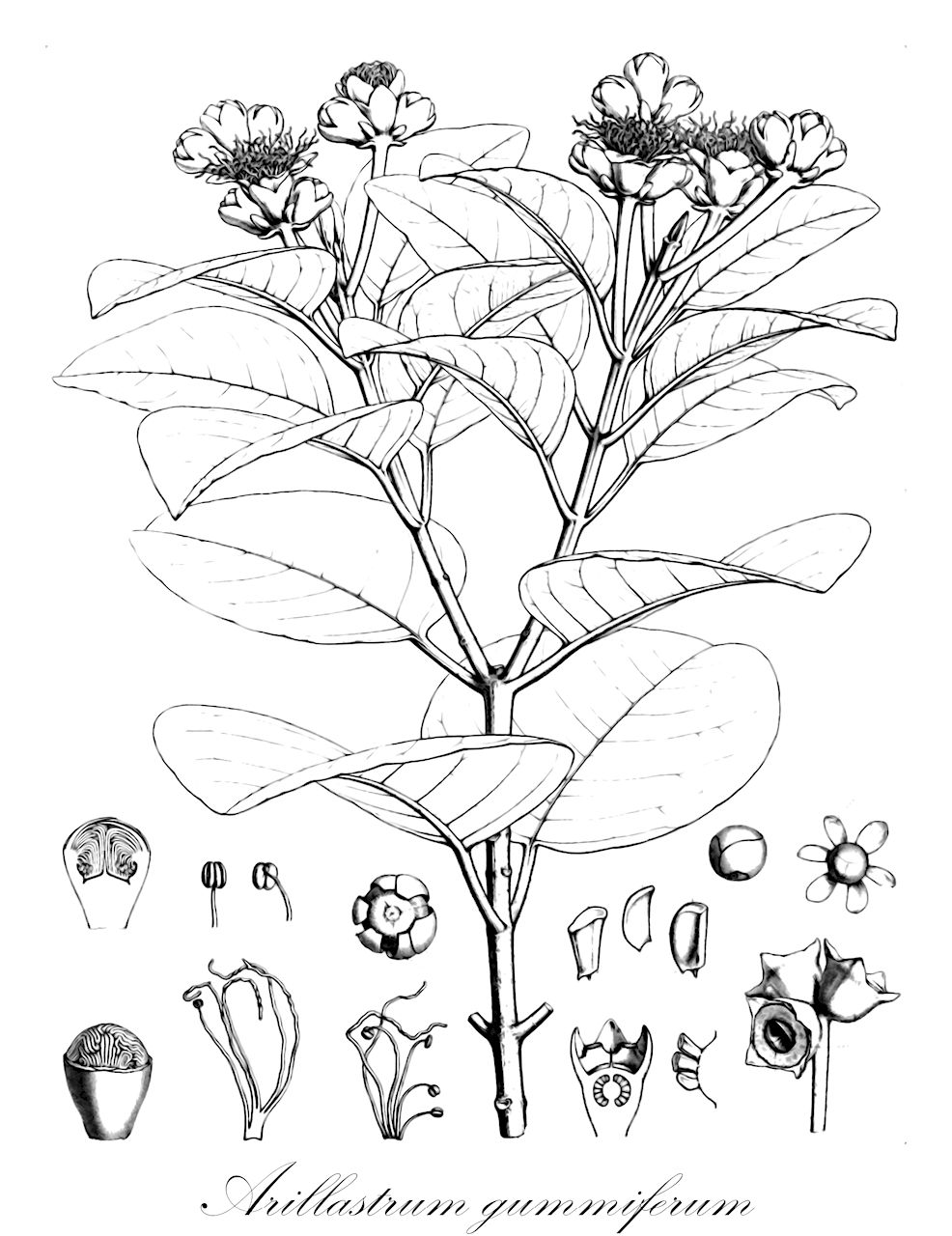 Arillastrum gummiferum - Myrtaceae,Plantae,Pteridobiotina,Angiosperms,Myrtales,Myrtaceae,Arillastrum,Arillastrum gummiferum,Myrtomera gummifera, Nani gummifera, Nania gummifera, Spermolepis gummifera, Spermolepis rubra, Spermolepis tannifera