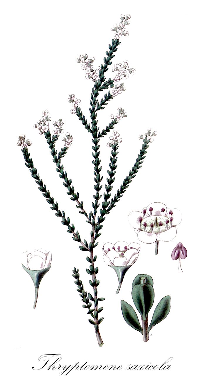 Thryptomene saxicola - Myrtaceae,Plantae,Pteridobiotina,Angiosperms,Myrtales,Myrtaceae,Thryptomene,Thryptomene saxicola,Astraea saxicola, Baeckea saxicola, Bucheria saxicola, Gomphotis saxicola, Paryphantha camphorata, Scholtzia decandra, Thryptomene miqueliana