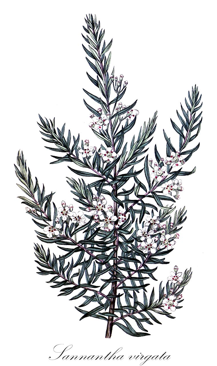 Sannantha virgata - Myrtaceae,Plantae,Pteridobiotina,Angiosperms,Myrtales,Myrtaceae,Sannantha,Sannantha virgata,Babingtonia virgata, Baeckea neglecta, Baeckea obtusifolia, Baeckea parvula, Baeckea parvula var. latifolia, Baeckea virgata, Harmogia parvula, Harmogia umbellata, Harmogia virgata, Leptospermum parvulum, Leptospermum virgatum, Melaleuca virgata