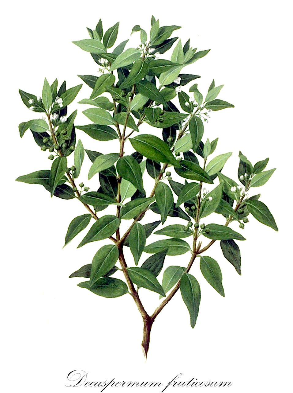 Decaspermum fruticosum - Myrtaceae,Decaspermum forsteri, Nelitris forsteri, Nelitris fruticosa, Nelitris jambosella, Psidium decaspermum,Plantae,Pteridobiotina,Angiosperms,Myrtales,Myrtaceae,Decaspermum,Decaspermum fruticosum