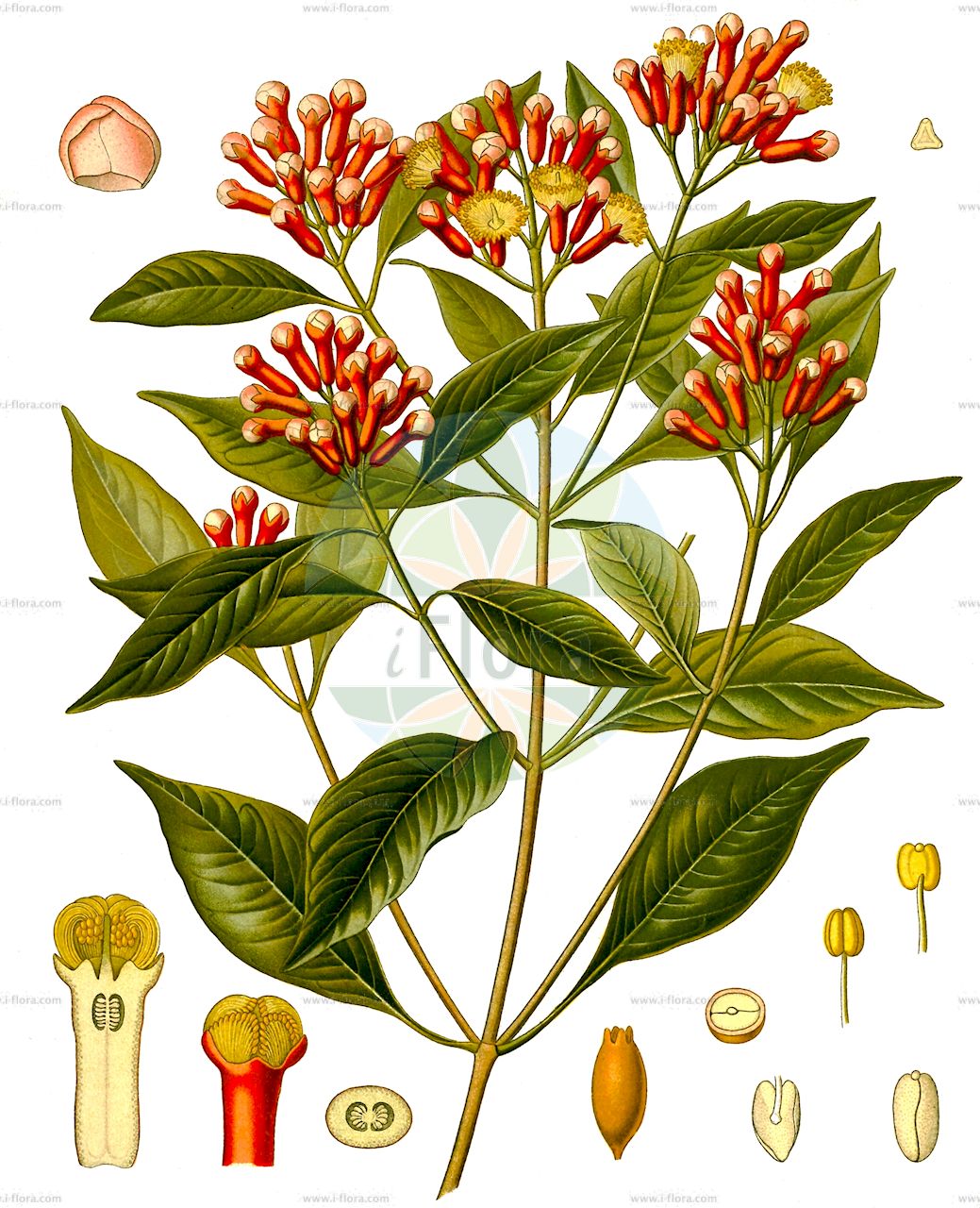 Syzygium aromaticum - Myrtaceae,Plantae,Pteridobiotina,Angiosperms,Myrtales,Myrtaceae,Syzygium,Syzygium aromaticum,Caryophyllus aromaticus, Caryophyllus hortensis, Caryophyllus silvestris, Eugenia aromatica, Eugenia caryophyllata, Eugenia caryophyllus, Jambosa caryophyllus, Myrtus caryophyllus,Gewürznelkenbaum;Küchen-Nelken