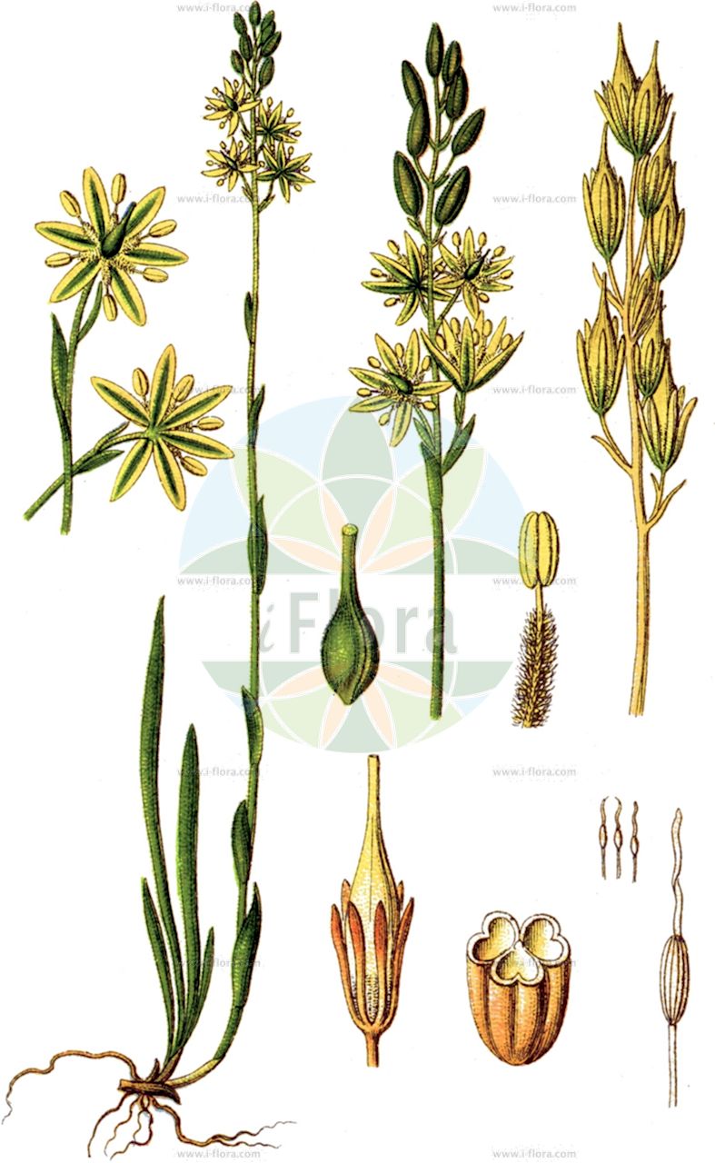 Narthecium ossifragum - Nartheciaceae,Plantae,Pteridobiotina,Angiosperms,Dioscoreales,Nartheciaceae,Narthecium,Narthecium ossifragum,Abama ossifraga, Anthericum ossifragum, Anthericum palustre, Narthecium anthericoides, Narthecium palustre, Phalangium ossifragum, Tofieldia ossifraga,Moor-Ährenlilie;Beinbrech;Ährenlilie;bog asphodel;ossifrage;narthèce;narthécium ossifrage;aryabada;asfodelo de pantano;beenbreek;narteci;myrlilja;benbræk;lomka zachodnia;kalászliliom;ovec kostilomka;kostilomka obyčajná;rome