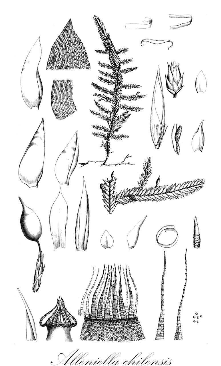 Alleniella chilensis - Neckeraceae,Plantae,Bryobiotina,Bryophyta,Bryopsida,Bryidae,Hypnanae,Hypnales,Neckeraceae,Alleniella,Alleniella chilensis,Neckera benoistii, Neckera chilensis, Neckera cyathocarpa, Neckera jamesonii, Neckera novae-granadae, Neckera osculatiana