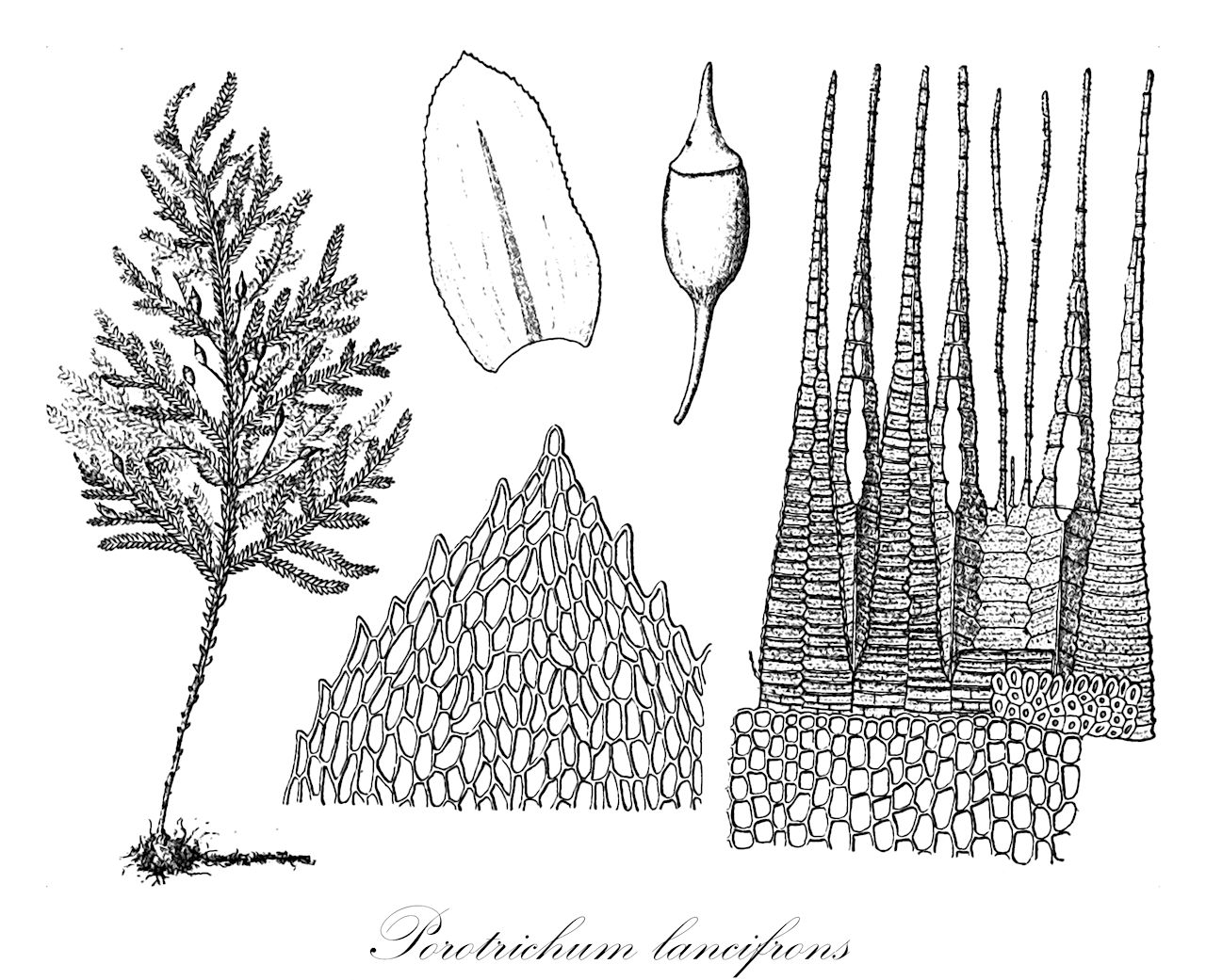Porotrichum lancifrons - Neckeraceae,Plantae,Bryobiotina,Bryophyta,Bryopsida,Bryidae,Hypnanae,Hypnales,Neckeraceae,Porotrichum,Porotrichum lancifrons,Hypnum lancifrons, Hypnum neckeraeforme, Porothamnium crassipes, Porothamnium explanatum, Porothamnium imbricatum, Porothamnium lancifrons, Porothamnium lorentzii, Porothamnium minutistolo, Porothamnium neckeraeforme, Porothamnium patulum, Porothamnium porrectulum, Porothamnium ramosissimum, Porothamnium rio-grandense, Porothamnium striatum, Porotrichum crassipes, Porotrichum explanatum, Porotrichum lorentzii, Porotrichum minutistolo, Porotrichum neckeraeforme, Porotrichum patulum, Porotrichum porrectulum, Porotrichum ramosissimum, Porotrichum rio-grandense, Porotrichum striatum, Thamnium crassipes, Thamnium explanatum, Thamnium lancifrons, Thamnium minutistolo, Thamnium neckeraeforme, Thamnium patulum, Thamnium porrectulum, Thamnium ramosissimum, Thamnium riograndense, Thamnium striatum