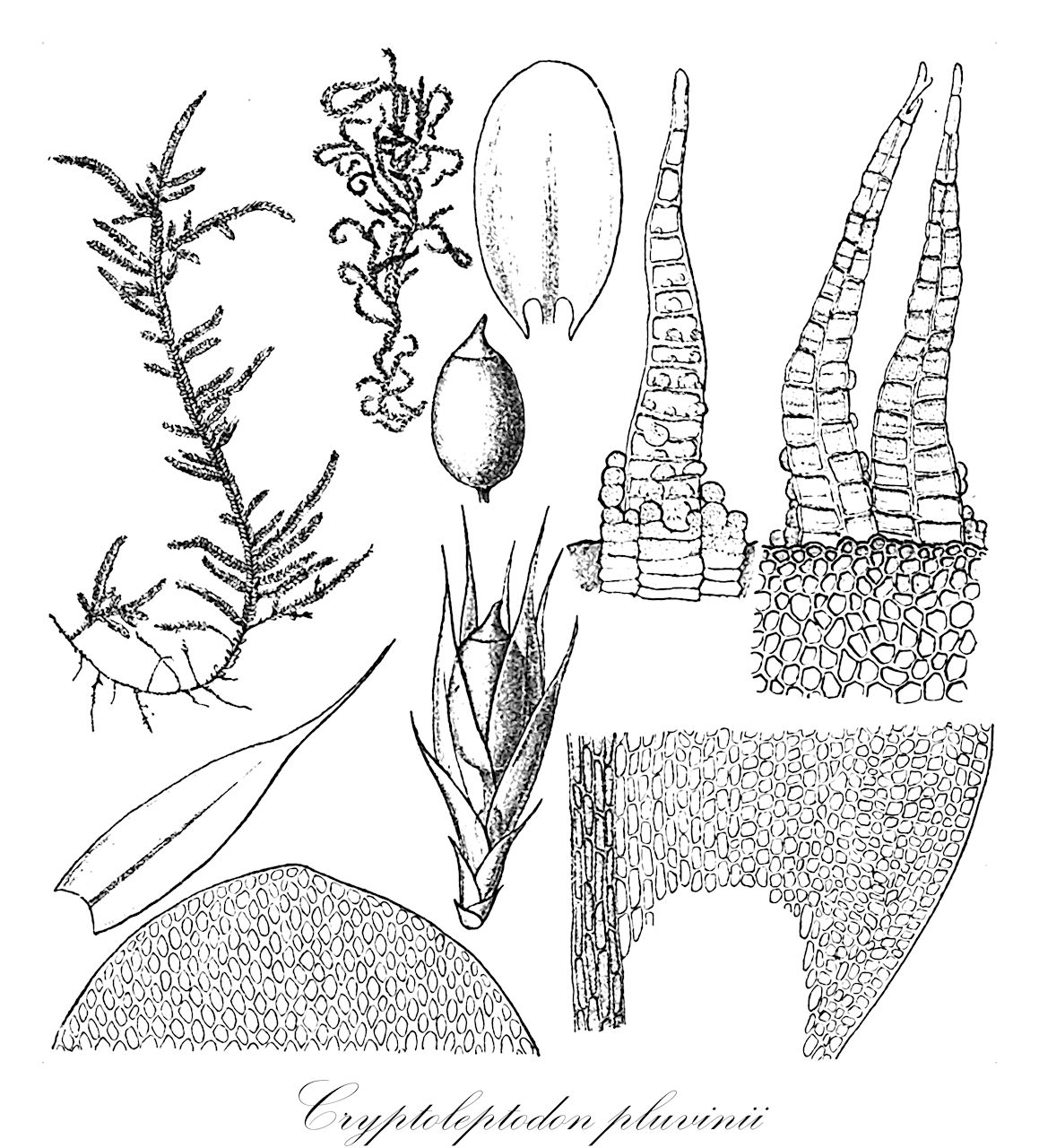 Cryptoleptodon pluvinii - Neckeraceae,Plantae,Bryobiotina,Bryophyta,Bryopsida,Bryidae,Hypnanae,Hypnales,Neckeraceae,Cryptoleptodon,Cryptoleptodon pluvinii,Cryptoleptodon flexuosus, Cryptoleptodon rigidulus, Leptodon filiformis, Leptodon flexuosus, Leptodon pluvinii, Leptodon rigidulus, Neckera camptoclada, Neckera flexuosa, Neckera pluvinii, Neckera rigidula, Pilotrichum pluvinii