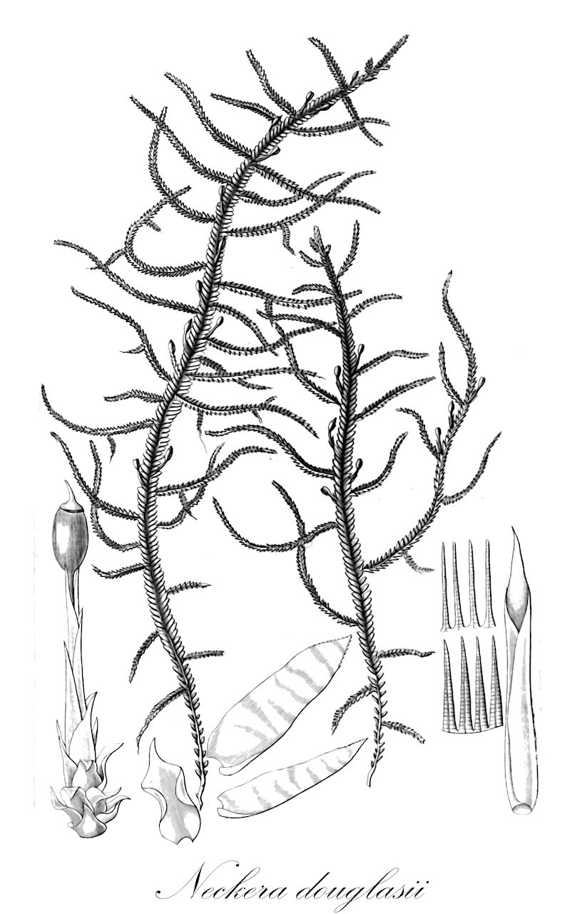 Neckera douglasii - Neckeraceae,Plantae,Bryobiotina,Bryophyta,Bryopsida,Bryidae,Hypnanae,Hypnales,Neckeraceae,Neckera,Neckera douglasii,Eleutera douglasii, Neckera douglasii var. macounii, Rhystophyllum douglassi