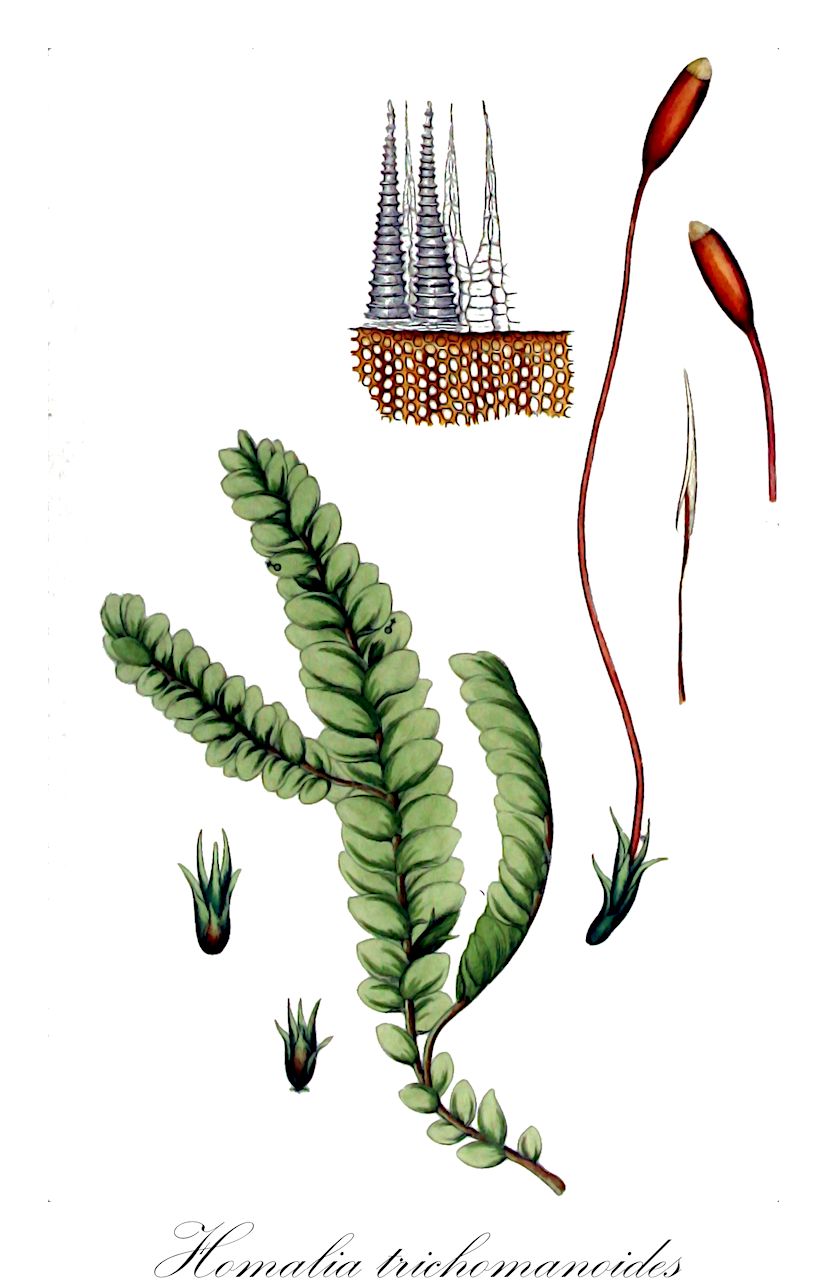 Homalia trichomanoides - Neckeraceae,Plantae,Bryobiotina,Bryophyta,Bryopsida,Bryidae,Hypnanae,Hypnales,Neckeraceae,Homalia,Homalia trichomanoides,Homalia fauriei, Homalia jamesii, Homalia macounii, Homalia obtusata, Homalia spathulata, Homalia trichomanoides f. amphibia, Homalia trichomanoides f. arbuscula, Homalia trichomanoides f. subimbricata, Homalia trichomanoides f. trichomanoides, Homalia trichomanoides var. amphibia, Homalia trichomanoides var. arbuscula, Homalia trichomanoides var. jamesii, Homalia trichomanoides var. subimbricata, Homaliodendron obtusatum, Hypnum trichomanoides, Leskea complanata var. caduca, Leskea trichomanoides, Neckera jamesii, Neckera macounii, Neckera obtusata, Neckera spathulata, Neckera trichomanoides