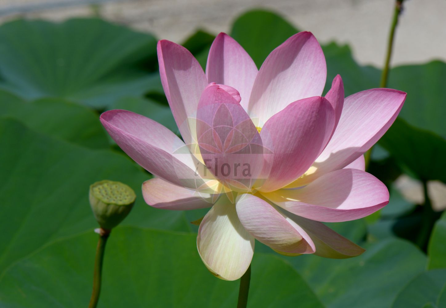 Nelumbo nucifera - Nelumbonaceae,Plantae,Pteridobiotina,Angiosperms,Proteales,Nelumbonaceae,Nelumbo,Nelumbo nucifera,Nelumbium album, Nelumbium asiaticum, Nelumbium caspicum, Nelumbium caspium, Nelumbium discolor, Nelumbium indicum, Nelumbium javanicum, Nelumbium marginatum, Nelumbium nelumbo, Nelumbium rheedei, Nelumbium speciosum, Nelumbium speciosum f. caspicum, Nelumbium speciosum unr. album-plenum, Nelumbium speciosum unr. roseum-plenum, Nelumbium speciosum var. caspicum, Nelumbium speciosum var. tamara, Nelumbium tamara, Nelumbium transversum, Nelumbium turbinatum, Nelumbium venosum, Nelumbo caspica, Nelumbo caspica, Nelumbo caspica, Nelumbo indica, Nelumbo komarovii, Nelumbo nelumbo, Nelumbo nucifera var. macrorhizomata, Nelumbo speciosa, Nelumbo speciosa var. alba, Nelumbo speciosa var. caspica, Nelumbo speciosa var. tamara, Nymphaea nelumbo, Tamara alba, Tamara hemisphaerica, Tamara rubra,Indische Lotosblume;indian lotus;sacred lotus;oriental lotus;lotus;lotus des Indes;lotus sacré;nelumbo d'Orient;loto sagrado;flor de loto;loto asiático;lotus de la India;loto indio;loto indiano;loto;nelumbo;loto d'Egitto;fior di loto asiatico;loto indiano;fior di loto;Indische lotusbloem;heilige lotus;Indische lotus;lótus;flor-de-lótus;индийский лотос;орехоносный лотос;лотос индийский;лотос орехоносный;лотос розовый;indisk lotus;chawambasu;hasu;チヤワンバス;ハス;лотос горіхоносний;lián shǔ;莲属