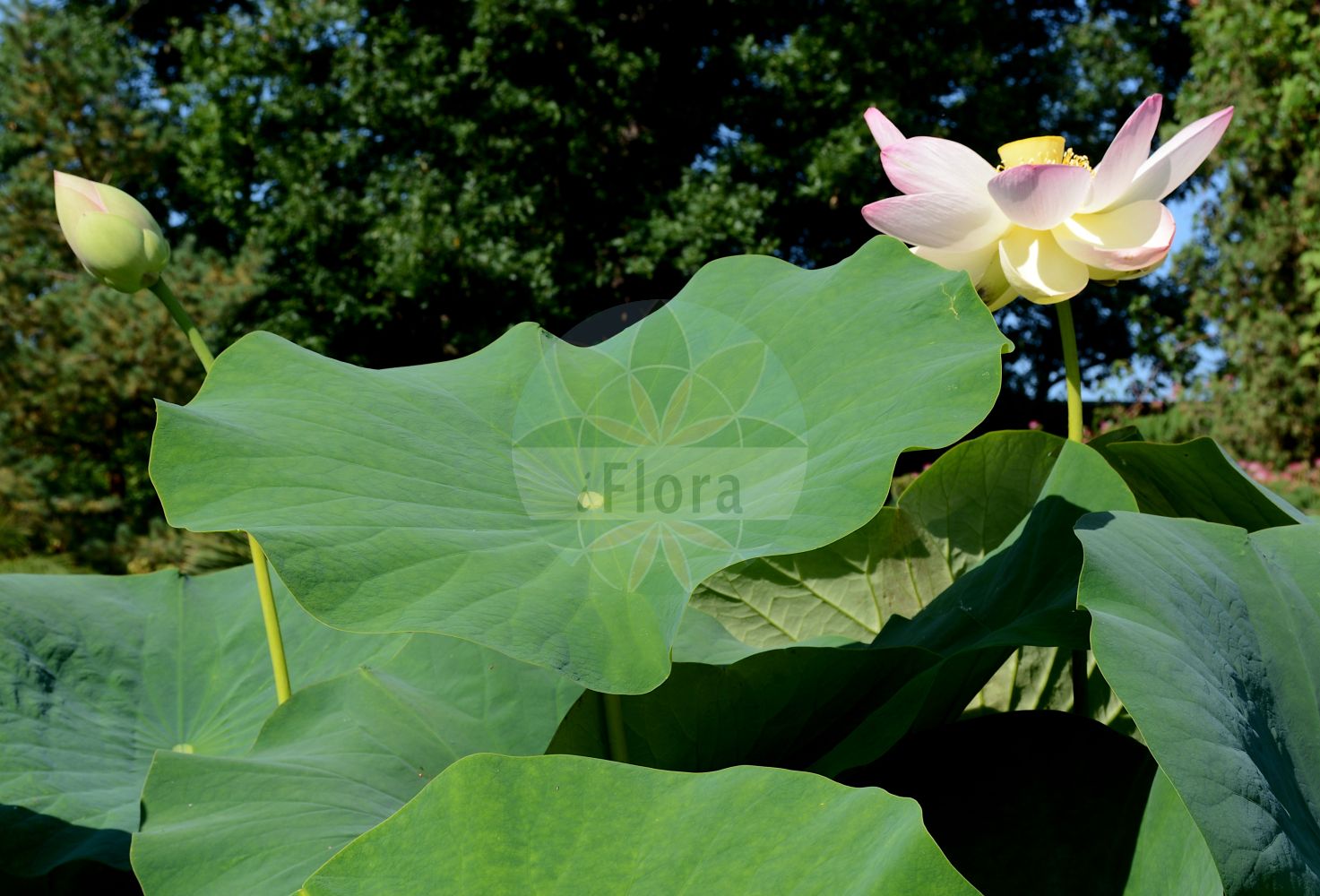 Nelumbo nucifera - Nelumbonaceae,Plantae,Pteridobiotina,Angiosperms,Proteales,Nelumbonaceae,Nelumbo,Nelumbo nucifera,Nelumbium album, Nelumbium asiaticum, Nelumbium caspicum, Nelumbium caspium, Nelumbium discolor, Nelumbium indicum, Nelumbium javanicum, Nelumbium marginatum, Nelumbium nelumbo, Nelumbium rheedei, Nelumbium speciosum, Nelumbium speciosum f. caspicum, Nelumbium speciosum unr. album-plenum, Nelumbium speciosum unr. roseum-plenum, Nelumbium speciosum var. caspicum, Nelumbium speciosum var. tamara, Nelumbium tamara, Nelumbium transversum, Nelumbium turbinatum, Nelumbium venosum, Nelumbo caspica, Nelumbo caspica, Nelumbo caspica, Nelumbo indica, Nelumbo komarovii, Nelumbo nelumbo, Nelumbo nucifera var. macrorhizomata, Nelumbo speciosa, Nelumbo speciosa var. alba, Nelumbo speciosa var. caspica, Nelumbo speciosa var. tamara, Nymphaea nelumbo, Tamara alba, Tamara hemisphaerica, Tamara rubra,Indische Lotosblume;indian lotus;sacred lotus;oriental lotus;lotus;lotus des Indes;lotus sacré;nelumbo d'Orient;loto sagrado;flor de loto;loto asiático;lotus de la India;loto indio;loto indiano;loto;nelumbo;loto d'Egitto;fior di loto asiatico;loto indiano;fior di loto;Indische lotusbloem;heilige lotus;Indische lotus;lótus;flor-de-lótus;индийский лотос;орехоносный лотос;лотос индийский;лотос орехоносный;лотос розовый;indisk lotus;chawambasu;hasu;チヤワンバス;ハス;лотос горіхоносний;lián shǔ;莲属