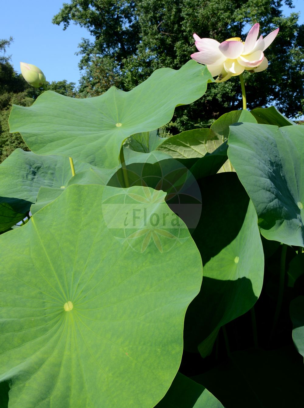 Nelumbo nucifera - Nelumbonaceae,Plantae,Pteridobiotina,Angiosperms,Proteales,Nelumbonaceae,Nelumbo,Nelumbo nucifera,Nelumbium album, Nelumbium asiaticum, Nelumbium caspicum, Nelumbium caspium, Nelumbium discolor, Nelumbium indicum, Nelumbium javanicum, Nelumbium marginatum, Nelumbium nelumbo, Nelumbium rheedei, Nelumbium speciosum, Nelumbium speciosum f. caspicum, Nelumbium speciosum unr. album-plenum, Nelumbium speciosum unr. roseum-plenum, Nelumbium speciosum var. caspicum, Nelumbium speciosum var. tamara, Nelumbium tamara, Nelumbium transversum, Nelumbium turbinatum, Nelumbium venosum, Nelumbo caspica, Nelumbo caspica, Nelumbo caspica, Nelumbo indica, Nelumbo komarovii, Nelumbo nelumbo, Nelumbo nucifera var. macrorhizomata, Nelumbo speciosa, Nelumbo speciosa var. alba, Nelumbo speciosa var. caspica, Nelumbo speciosa var. tamara, Nymphaea nelumbo, Tamara alba, Tamara hemisphaerica, Tamara rubra,Indische Lotosblume;indian lotus;sacred lotus;oriental lotus;lotus;lotus des Indes;lotus sacré;nelumbo d'Orient;loto sagrado;flor de loto;loto asiático;lotus de la India;loto indio;loto indiano;loto;nelumbo;loto d'Egitto;fior di loto asiatico;loto indiano;fior di loto;Indische lotusbloem;heilige lotus;Indische lotus;lótus;flor-de-lótus;индийский лотос;орехоносный лотос;лотос индийский;лотос орехоносный;лотос розовый;indisk lotus;chawambasu;hasu;チヤワンバス;ハス;лотос горіхоносний;lián shǔ;莲属