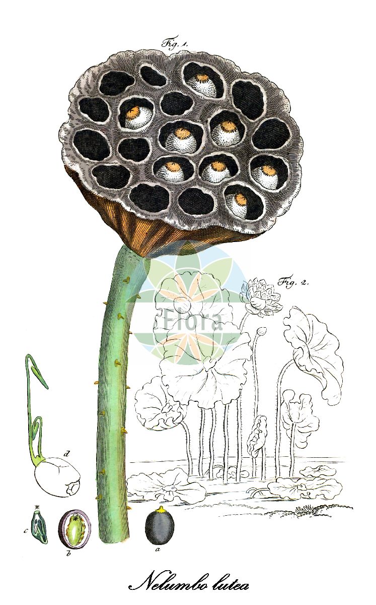 Nelumbo lutea - Nelumbonaceae,Plantae,Pteridobiotina,Angiosperms,Proteales,Nelumbonaceae,Nelumbo,Nelumbo lutea,Cyamus flavicomus, Cyamus luteus, Cyamus mysticus, Cyamus nelumbo, Cyamus pentapetalus, Cyamus reniformis, Nelumbium codophyllum, Nelumbium jamaicense, Nelumbium luteum, Nelumbium pentapetalum, Nelumbium reniforme, Nelumbo nucifera subsp. lutea, Nelumbo nucifera var. lutea, Nelumbo pentapetala, Nymphaea pentapetala,Amerikanische Lotosblume;american lotus;yellow lotus;water-chinquapin;volée