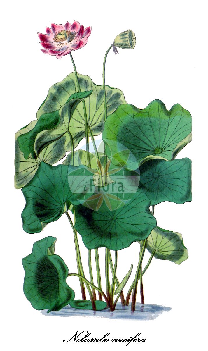 Nelumbo nucifera - Nelumbonaceae,Plantae,Pteridobiotina,Angiosperms,Proteales,Nelumbonaceae,Nelumbo,Nelumbo nucifera,Nelumbium album, Nelumbium asiaticum, Nelumbium caspicum, Nelumbium caspium, Nelumbium discolor, Nelumbium indicum, Nelumbium javanicum, Nelumbium marginatum, Nelumbium nelumbo, Nelumbium rheedei, Nelumbium speciosum, Nelumbium speciosum f. caspicum, Nelumbium speciosum unr. album-plenum, Nelumbium speciosum unr. roseum-plenum, Nelumbium speciosum var. caspicum, Nelumbium speciosum var. tamara, Nelumbium tamara, Nelumbium transversum, Nelumbium turbinatum, Nelumbium venosum, Nelumbo caspica, Nelumbo caspica, Nelumbo caspica, Nelumbo indica, Nelumbo komarovii, Nelumbo nelumbo, Nelumbo nucifera var. macrorhizomata, Nelumbo speciosa, Nelumbo speciosa var. alba, Nelumbo speciosa var. caspica, Nelumbo speciosa var. tamara, Nymphaea nelumbo, Tamara alba, Tamara hemisphaerica, Tamara rubra,Indische Lotosblume;indian lotus;sacred lotus;oriental lotus;lotus;lotus des Indes;lotus sacré;nelumbo d'Orient;loto sagrado;flor de loto;loto asiático;lotus de la India;loto indio;loto indiano;loto;nelumbo;loto d'Egitto;fior di loto asiatico;loto indiano;fior di loto;Indische lotusbloem;heilige lotus;Indische lotus;lótus;flor-de-lótus;индийский лотос;орехоносный лотос;лотос индийский;лотос орехоносный;лотос розовый;indisk lotus;chawambasu;hasu;チヤワンバス;ハス;лотос горіхоносний;lián shǔ;莲属