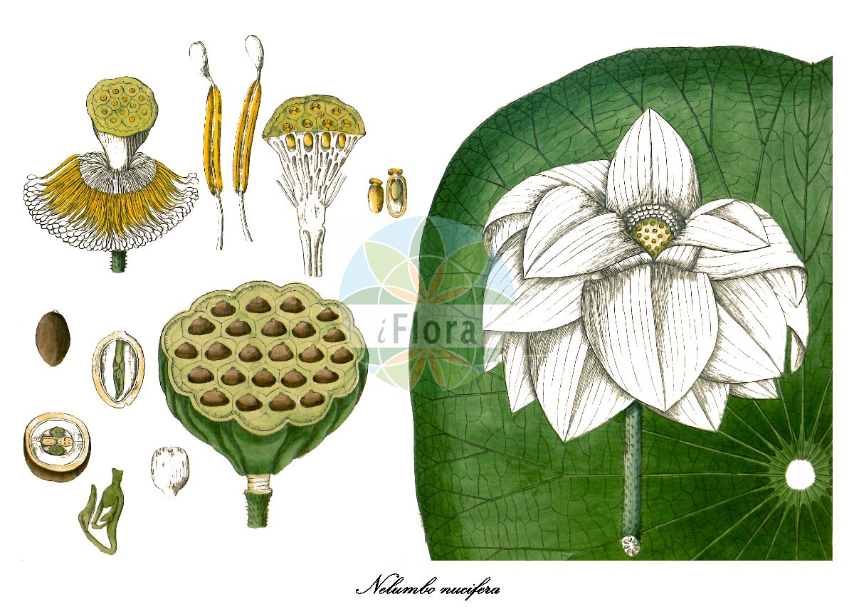 Nelumbo nucifera - Nelumbonaceae,Plantae,Pteridobiotina,Angiosperms,Proteales,Nelumbonaceae,Nelumbo,Nelumbo nucifera,Nelumbium album, Nelumbium asiaticum, Nelumbium caspicum, Nelumbium caspium, Nelumbium discolor, Nelumbium indicum, Nelumbium javanicum, Nelumbium marginatum, Nelumbium nelumbo, Nelumbium rheedei, Nelumbium speciosum, Nelumbium speciosum f. caspicum, Nelumbium speciosum unr. album-plenum, Nelumbium speciosum unr. roseum-plenum, Nelumbium speciosum var. caspicum, Nelumbium speciosum var. tamara, Nelumbium tamara, Nelumbium transversum, Nelumbium turbinatum, Nelumbium venosum, Nelumbo caspica, Nelumbo caspica, Nelumbo caspica, Nelumbo indica, Nelumbo komarovii, Nelumbo nelumbo, Nelumbo nucifera var. macrorhizomata, Nelumbo speciosa, Nelumbo speciosa var. alba, Nelumbo speciosa var. caspica, Nelumbo speciosa var. tamara, Nymphaea nelumbo, Tamara alba, Tamara hemisphaerica, Tamara rubra,Indische Lotosblume;indian lotus;sacred lotus;oriental lotus;lotus;lotus des Indes;lotus sacré;nelumbo d'Orient;loto sagrado;flor de loto;loto asiático;lotus de la India;loto indio;loto indiano;loto;nelumbo;loto d'Egitto;fior di loto asiatico;loto indiano;fior di loto;Indische lotusbloem;heilige lotus;Indische lotus;lótus;flor-de-lótus;индийский лотос;орехоносный лотос;лотос индийский;лотос орехоносный;лотос розовый;indisk lotus;chawambasu;hasu;チヤワンバス;ハス;лотос горіхоносний;lián shǔ;莲属
