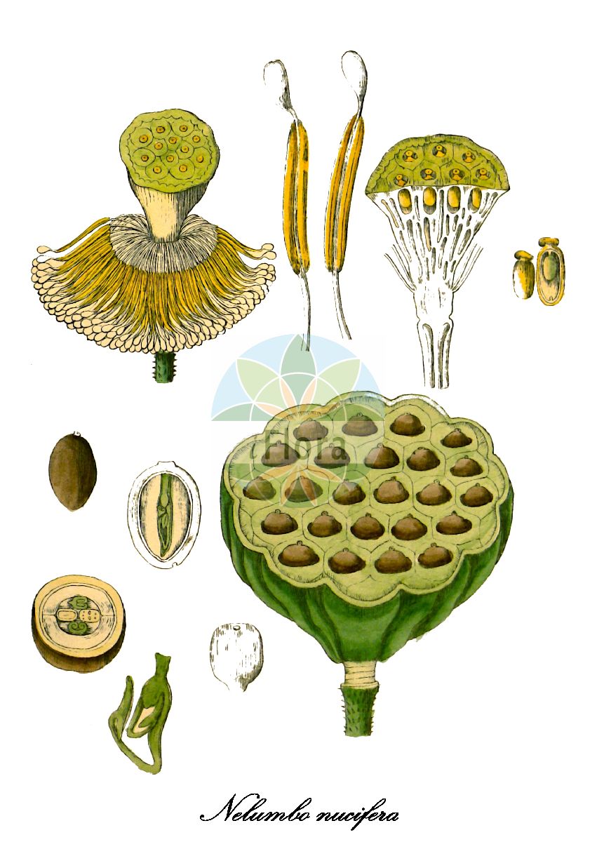 Nelumbo nucifera - Nelumbonaceae,Plantae,Pteridobiotina,Angiosperms,Proteales,Nelumbonaceae,Nelumbo,Nelumbo nucifera,Nelumbium album, Nelumbium asiaticum, Nelumbium caspicum, Nelumbium caspium, Nelumbium discolor, Nelumbium indicum, Nelumbium javanicum, Nelumbium marginatum, Nelumbium nelumbo, Nelumbium rheedei, Nelumbium speciosum, Nelumbium speciosum f. caspicum, Nelumbium speciosum unr. album-plenum, Nelumbium speciosum unr. roseum-plenum, Nelumbium speciosum var. caspicum, Nelumbium speciosum var. tamara, Nelumbium tamara, Nelumbium transversum, Nelumbium turbinatum, Nelumbium venosum, Nelumbo caspica, Nelumbo caspica, Nelumbo caspica, Nelumbo indica, Nelumbo komarovii, Nelumbo nelumbo, Nelumbo nucifera var. macrorhizomata, Nelumbo speciosa, Nelumbo speciosa var. alba, Nelumbo speciosa var. caspica, Nelumbo speciosa var. tamara, Nymphaea nelumbo, Tamara alba, Tamara hemisphaerica, Tamara rubra,Indische Lotosblume;indian lotus;sacred lotus;oriental lotus;lotus;lotus des Indes;lotus sacré;nelumbo d'Orient;loto sagrado;flor de loto;loto asiático;lotus de la India;loto indio;loto indiano;loto;nelumbo;loto d'Egitto;fior di loto asiatico;loto indiano;fior di loto;Indische lotusbloem;heilige lotus;Indische lotus;lótus;flor-de-lótus;индийский лотос;орехоносный лотос;лотос индийский;лотос орехоносный;лотос розовый;indisk lotus;chawambasu;hasu;チヤワンバス;ハス;лотос горіхоносний;lián shǔ;莲属