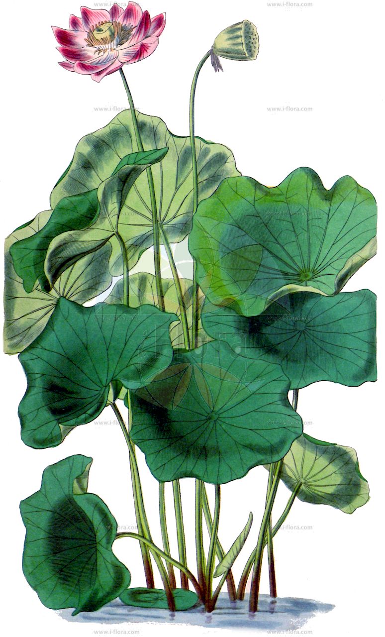 Nelumbo nucifera - Nelumbonaceae,Plantae,Pteridobiotina,Angiosperms,Proteales,Nelumbonaceae,Nelumbo,Nelumbo nucifera,Nelumbium album, Nelumbium asiaticum, Nelumbium caspicum, Nelumbium caspium, Nelumbium discolor, Nelumbium indicum, Nelumbium javanicum, Nelumbium marginatum, Nelumbium nelumbo, Nelumbium rheedei, Nelumbium speciosum, Nelumbium speciosum f. caspicum, Nelumbium speciosum unr. album-plenum, Nelumbium speciosum unr. roseum-plenum, Nelumbium speciosum var. caspicum, Nelumbium speciosum var. tamara, Nelumbium tamara, Nelumbium transversum, Nelumbium turbinatum, Nelumbium venosum, Nelumbo caspica, Nelumbo caspica, Nelumbo caspica, Nelumbo indica, Nelumbo komarovii, Nelumbo nelumbo, Nelumbo nucifera var. macrorhizomata, Nelumbo speciosa, Nelumbo speciosa var. alba, Nelumbo speciosa var. caspica, Nelumbo speciosa var. tamara, Nymphaea nelumbo, Tamara alba, Tamara hemisphaerica, Tamara rubra,Indische Lotosblume;indian lotus;sacred lotus;oriental lotus;lotus;lotus des Indes;lotus sacré;nelumbo d'Orient;loto sagrado;flor de loto;loto asiático;lotus de la India;loto indio;loto indiano;loto;nelumbo;loto d'Egitto;fior di loto asiatico;loto indiano;fior di loto;Indische lotusbloem;heilige lotus;Indische lotus;lótus;flor-de-lótus;индийский лотос;орехоносный лотос;лотос индийский;лотос орехоносный;лотос розовый;indisk lotus;chawambasu;hasu;チヤワンバス;ハス;лотос горіхоносний;lián shǔ;莲属