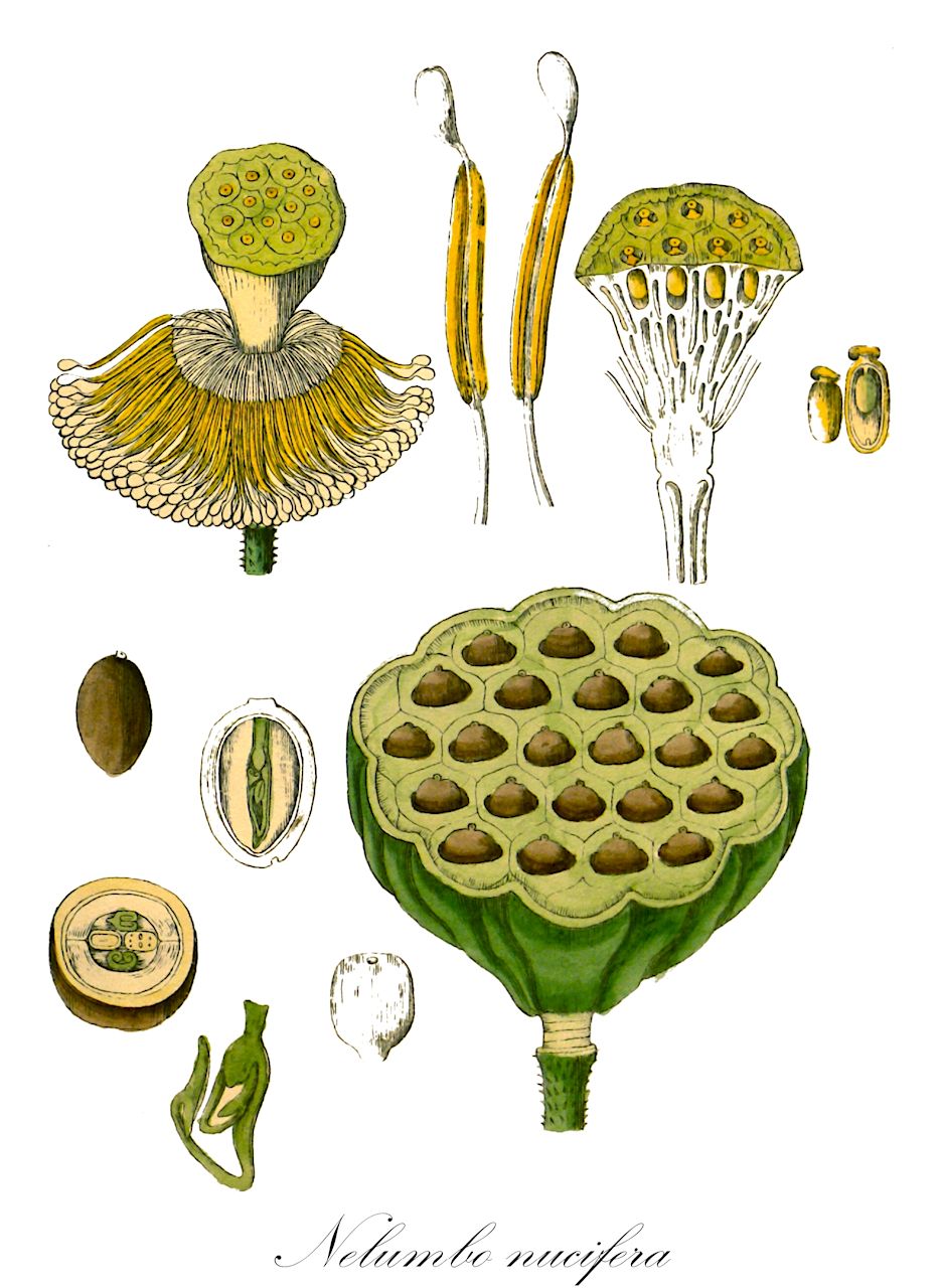 Nelumbo nucifera - Nelumbonaceae,Plantae,Pteridobiotina,Angiosperms,Proteales,Nelumbonaceae,Nelumbo,Nelumbo nucifera,Nelumbium album, Nelumbium asiaticum, Nelumbium caspicum, Nelumbium caspium, Nelumbium discolor, Nelumbium indicum, Nelumbium javanicum, Nelumbium marginatum, Nelumbium nelumbo, Nelumbium rheedei, Nelumbium speciosum, Nelumbium speciosum f. caspicum, Nelumbium speciosum unr. album-plenum, Nelumbium speciosum unr. roseum-plenum, Nelumbium speciosum var. caspicum, Nelumbium speciosum var. tamara, Nelumbium tamara, Nelumbium transversum, Nelumbium turbinatum, Nelumbium venosum, Nelumbo caspica, Nelumbo caspica, Nelumbo caspica, Nelumbo indica, Nelumbo komarovii, Nelumbo nelumbo, Nelumbo nucifera var. macrorhizomata, Nelumbo speciosa, Nelumbo speciosa var. alba, Nelumbo speciosa var. caspica, Nelumbo speciosa var. tamara, Nymphaea nelumbo, Tamara alba, Tamara hemisphaerica, Tamara rubra,Indische Lotosblume;indian lotus;sacred lotus;oriental lotus;lotus;lotus des Indes;lotus sacré;nelumbo d'Orient;loto sagrado;flor de loto;loto asiático;lotus de la India;loto indio;loto indiano;loto;nelumbo;loto d'Egitto;fior di loto asiatico;loto indiano;fior di loto;Indische lotusbloem;heilige lotus;Indische lotus;lótus;flor-de-lótus;индийский лотос;орехоносный лотос;лотос индийский;лотос орехоносный;лотос розовый;indisk lotus;chawambasu;hasu;チヤワンバス;ハス;лотос горіхоносний;lián shǔ;莲属