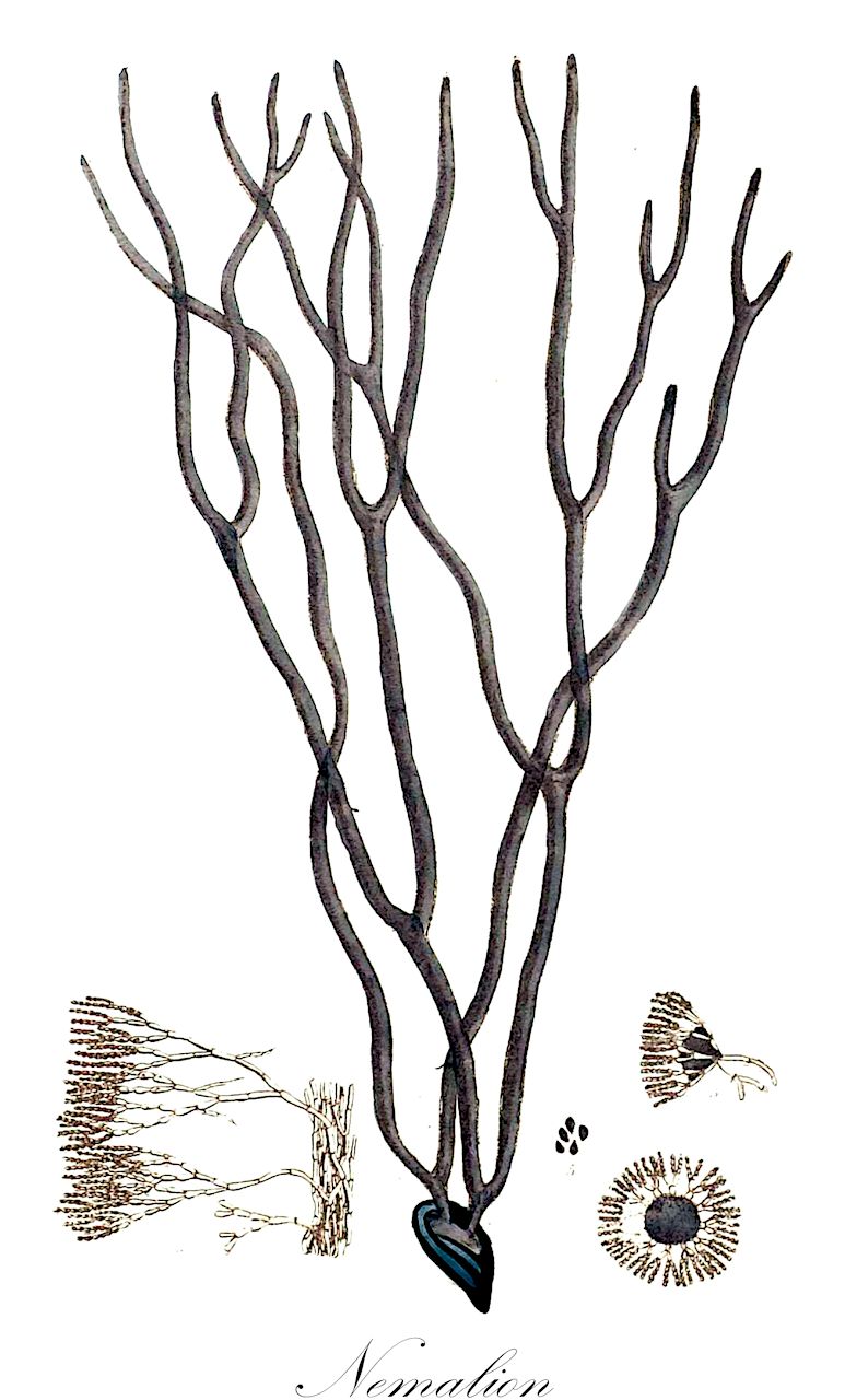 Nemalion - Rhodophyta,Biota,Plantae,Rhodophyta,Eurhodophytina,Florideophyceae,Nemaliales,Nemaliaceae,Nemalion,Boanema, Helminthora