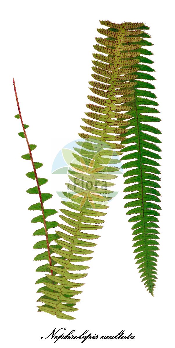 Nephrolepis exaltata - Nephrolepidaceae,Plantae,Pteridobiotina,Polypodiophyta,Polypodiopsida,Polypodiidae,Polypodiales,Nephrolepidaceae,Nephrolepis,Nephrolepis exaltata,Aspidium exaltatum, Hypopeltis exaltata, Polypodium exaltatum,Aufrechter Schwertfarn;sword fern;wild boston fern;nephrolepis;cola de quetzal;helecho de Boston