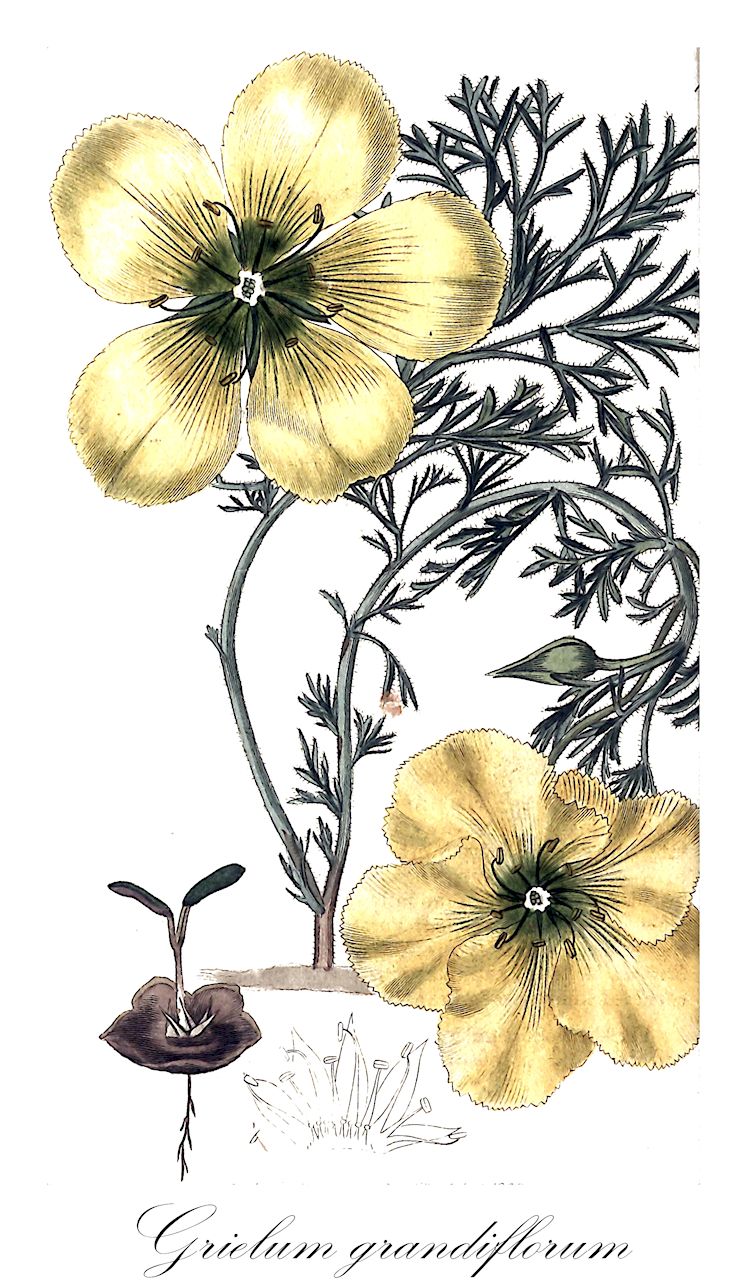 Grielum grandiflorum - Neuradaceae,Plantae,Pteridobiotina,Angiosperms,Malvales,Neuradaceae,Grielum,Grielum grandiflorum,Geranium grandiflorum, Grielum tenuifolium