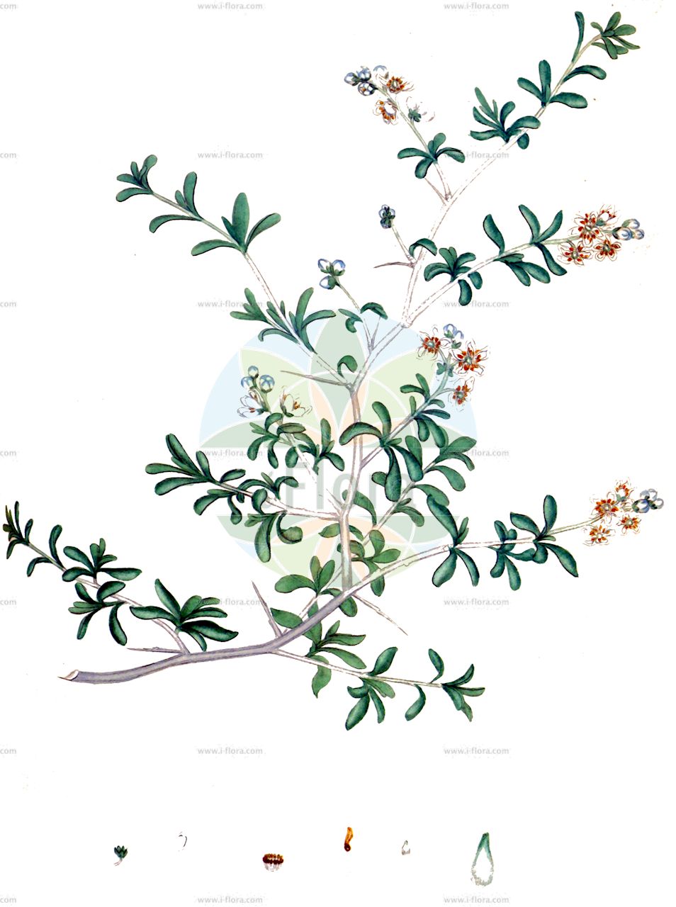 Nitraria schoberi - Nitrariaceae,Plantae,Pteridobiotina,Angiosperms,Sapindales,Nitrariaceae,Nitraria,Nitraria schoberi,Nitraria caspica, Nitraria oliveri, Nitraria schoberi var. caspica, Osyris schoberi, Zygophyllum australasicum, Zygophyllum nitraria,селитрянка Шобера;селітрянка шобера;yamluach tamim;יַמְלוּחַ תָּמִים