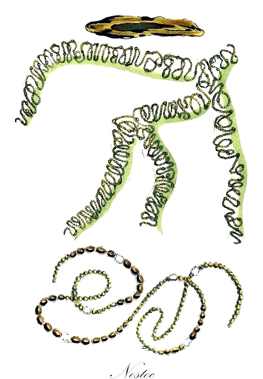 Nostoc - Cyanobacteria,Biota,Bacteria,Negibacteria,Cyanobacteria,Cyanophyceae,Nostocales,Nostocaceae,Nostoc