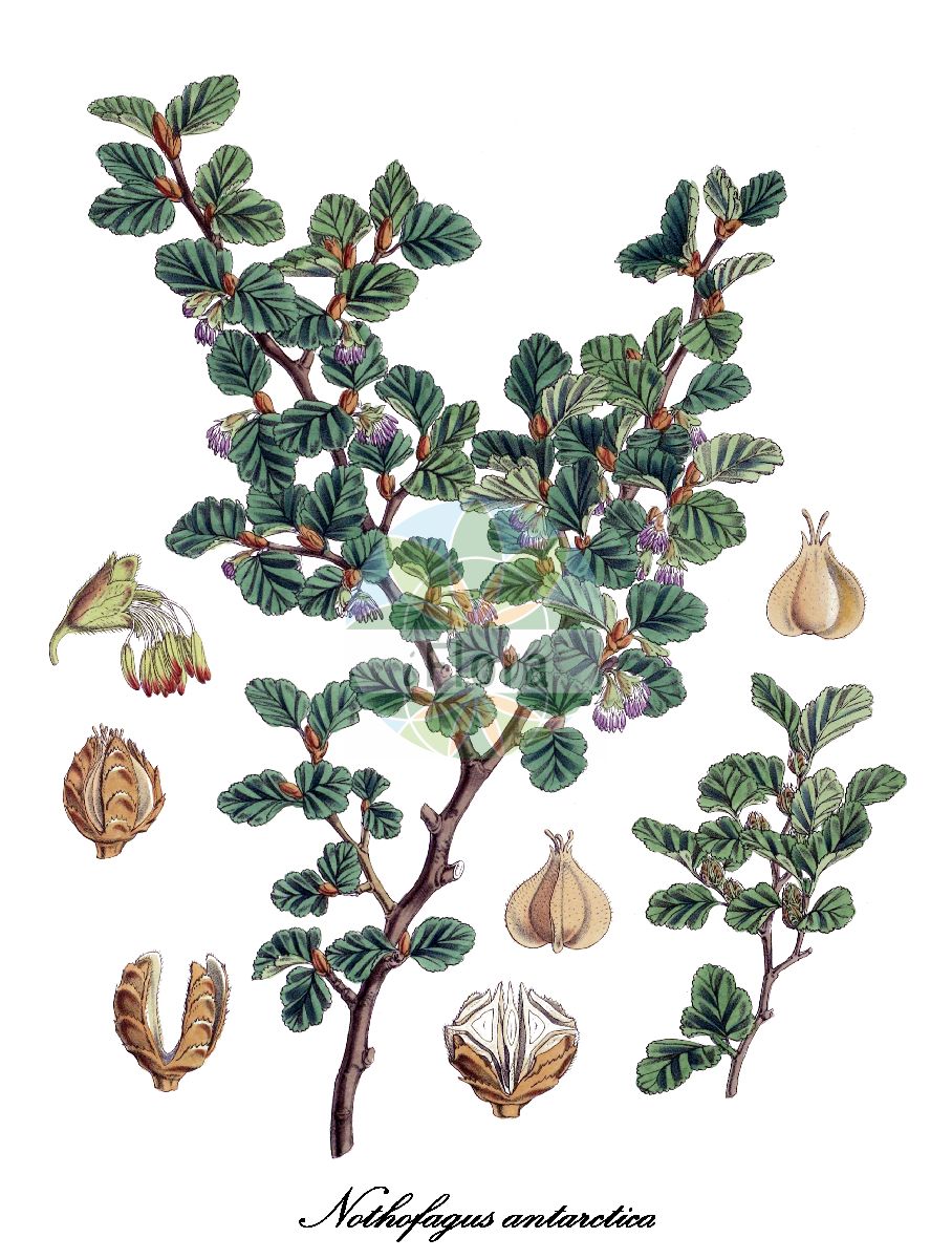 Nothofagus antarctica - Nothofagaceae,Plantae,Pteridobiotina,Angiosperms,Fagales,Nothofagaceae,Nothofagus,Nothofagus antarctica,Calucechinus antarctica, Calucechinus montagnei, Fagus alpina, Fagus antarctica, Fagus antarctica f. latifolia, Fagus antarctica var. microphylla, Fagus antarctica var. palustris, Fagus antarctica var. subalpina, Fagus antarctica var. sublobata, Fagus antarctica var. uliginosa, Fagus montagnei, Fagus uliginosa, Nothofagus montagnei, Nothofagus uliginosa,Antarktische Scheinbuche