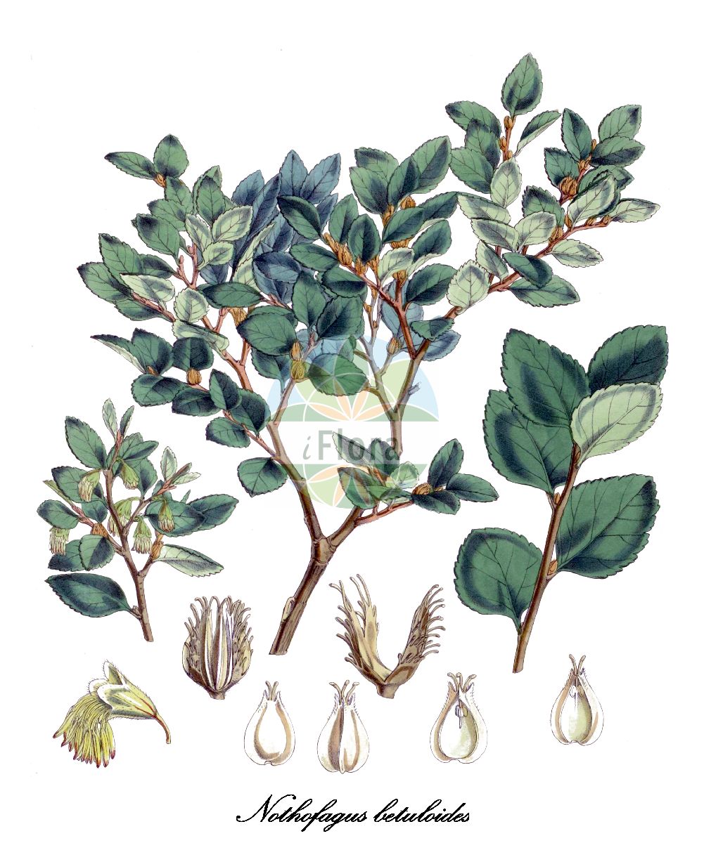 Nothofagus betuloides - Nothofagaceae,Plantae,Pteridobiotina,Angiosperms,Fagales,Nothofagaceae,Nothofagus,Nothofagus betuloides,Betula antarctica, Calusparassus betuloides, Calusparassus forsteri, Fagus betuloides, Fagus dubia, Fagus forsteri, Nothofagus dubia, Nothofagus dubia, Nothofagus forsteri, Nothofagus patagonica