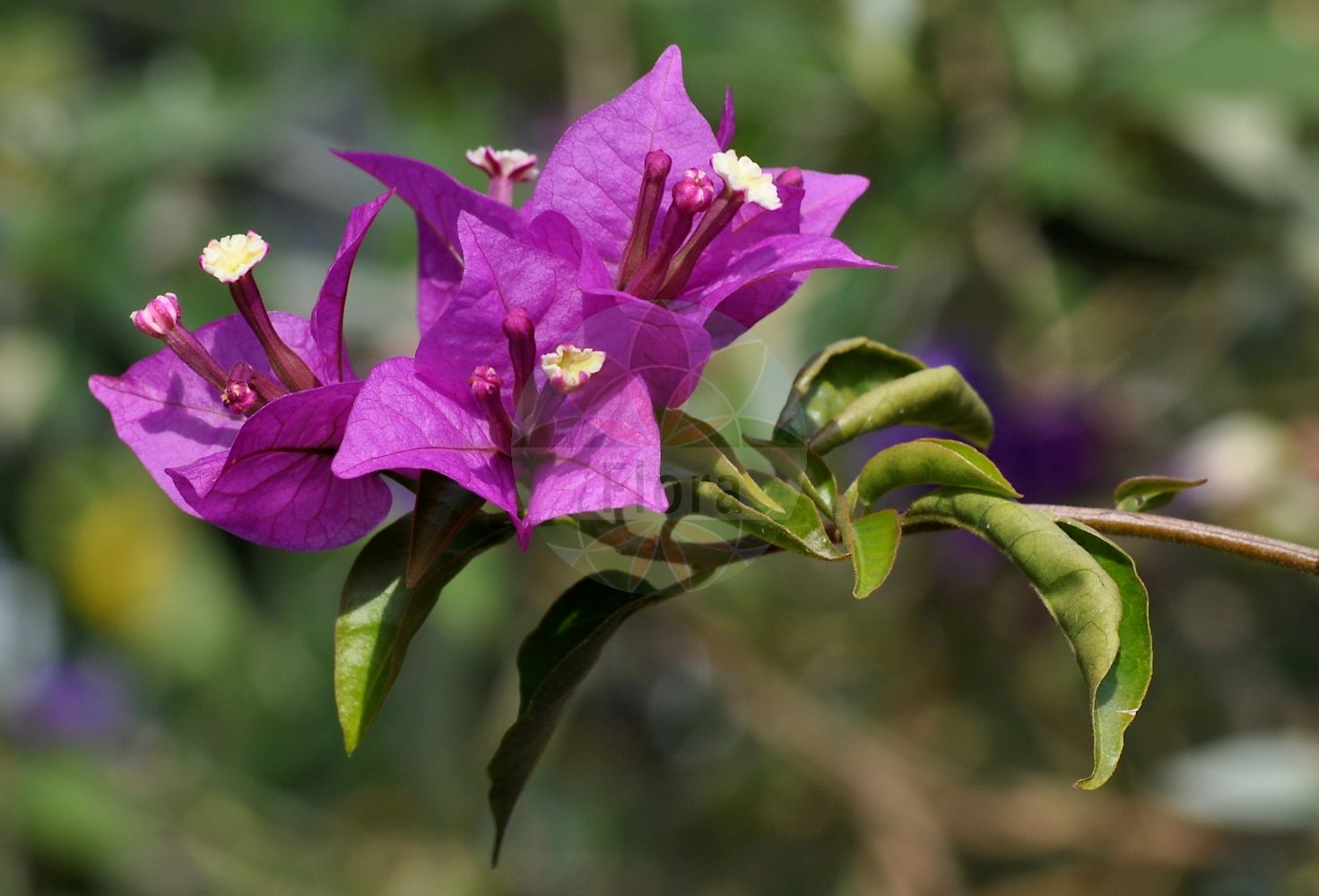 Bougainvillea glabra - Nyctaginaceae,Plantae,Pteridobiotina,Angiosperms,Caryophyllales,Nyctaginaceae,Bougainvillea,Bougainvillea glabra,Bougainvillea brachycarpa, Bougainvillea glabra var. acutibracteata, Bougainvillea glabra var. alba, Bougainvillea glabra var. brachycarpa, Bougainvillea glabra var. graciliflora, Bougainvillea glabra var. obtusibracteata, Bougainvillea glabra var. sanderiana, Bougainvillea rubicunda, Bougainvillea spectabilis var. glabra,Bougainvillee;bougainvillée glabre;buganvillea menor;flor de papel;trinitaria roja;buganvillea;buganvília;ceboleiro;ceboleiro-de-mata;juvu;pataguinha;primavera;roseiro;roseta;santa-rita;sempre-lustrosa;três-marias;бугенвиллия голая;gelinduvağı;bugenvilé;buguenvíl·lea comuna;guāng yè zi huā;光叶子花