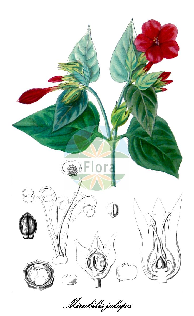 Mirabilis jalapa - Nyctaginaceae,Plantae,Pteridobiotina,Angiosperms,Caryophyllales,Nyctaginaceae,Mirabilis,Mirabilis jalapa,Jalapa officinalis, Mirabilis jalapa subsp. lindheimeri, Mirabilis jalapa var. jalapa, Mirabilis jalapa var. lindheimeri, Mirabilis lindheimeri, Nyctago hortensis, Nyctago jalapae, Nyctago versicolor,Gewöhnliche Wunderblume;Wunderblume;Belle de nuit;Merveille du Pérou;maravilla;buenas tardes;Don Diego de noche;dengue;trompetilla;bella de noche;falsa jalapa;maravilla de Indias;maravilla de noche;maravilla del Perú;periquitos;sampedros;siciliana;Bella di notte;bella di notte comune;maravilla de Indias;wonderbloem;nachtschone;bonina;boas-noites;jalapa-falsa;maravilhas;мирабилис слабительная;мирабилис ялапа;ночная красавица;akşamsefası;lulembrëmje;flor de nit;noćurak;underblomma;vidunderblomst;oshiroibana;オシロイバナ;yûgesho;ユウガショウ;nagy csodatölcsér;nocenka zahradní;nocovka jalapovitá;мірабіліс ялапа;вечерница;mirakelblom;ihmekukka;zǐ mò lì;紫茉莉