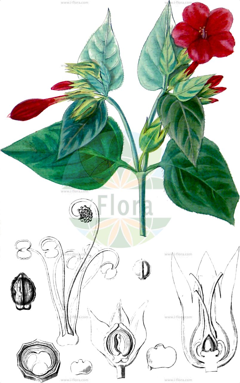 Mirabilis jalapa - Nyctaginaceae,Plantae,Pteridobiotina,Angiosperms,Caryophyllales,Nyctaginaceae,Mirabilis,Mirabilis jalapa,Jalapa officinalis, Mirabilis jalapa subsp. lindheimeri, Mirabilis jalapa var. jalapa, Mirabilis jalapa var. lindheimeri, Mirabilis lindheimeri, Nyctago hortensis, Nyctago jalapae, Nyctago versicolor,Gewöhnliche Wunderblume;Wunderblume;Belle de nuit;Merveille du Pérou;maravilla;buenas tardes;Don Diego de noche;dengue;trompetilla;bella de noche;falsa jalapa;maravilla de Indias;maravilla de noche;maravilla del Perú;periquitos;sampedros;siciliana;Bella di notte;bella di notte comune;maravilla de Indias;wonderbloem;nachtschone;bonina;boas-noites;jalapa-falsa;maravilhas;мирабилис слабительная;мирабилис ялапа;ночная красавица;akşamsefası;lulembrëmje;flor de nit;noćurak;underblomma;vidunderblomst;oshiroibana;オシロイバナ;yûgesho;ユウガショウ;nagy csodatölcsér;nocenka zahradní;nocovka jalapovitá;мірабіліс ялапа;вечерница;mirakelblom;ihmekukka;zǐ mò lì;紫茉莉